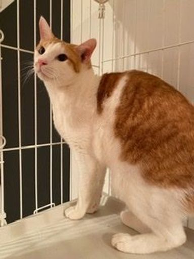 朝陽(あさひ)の写真