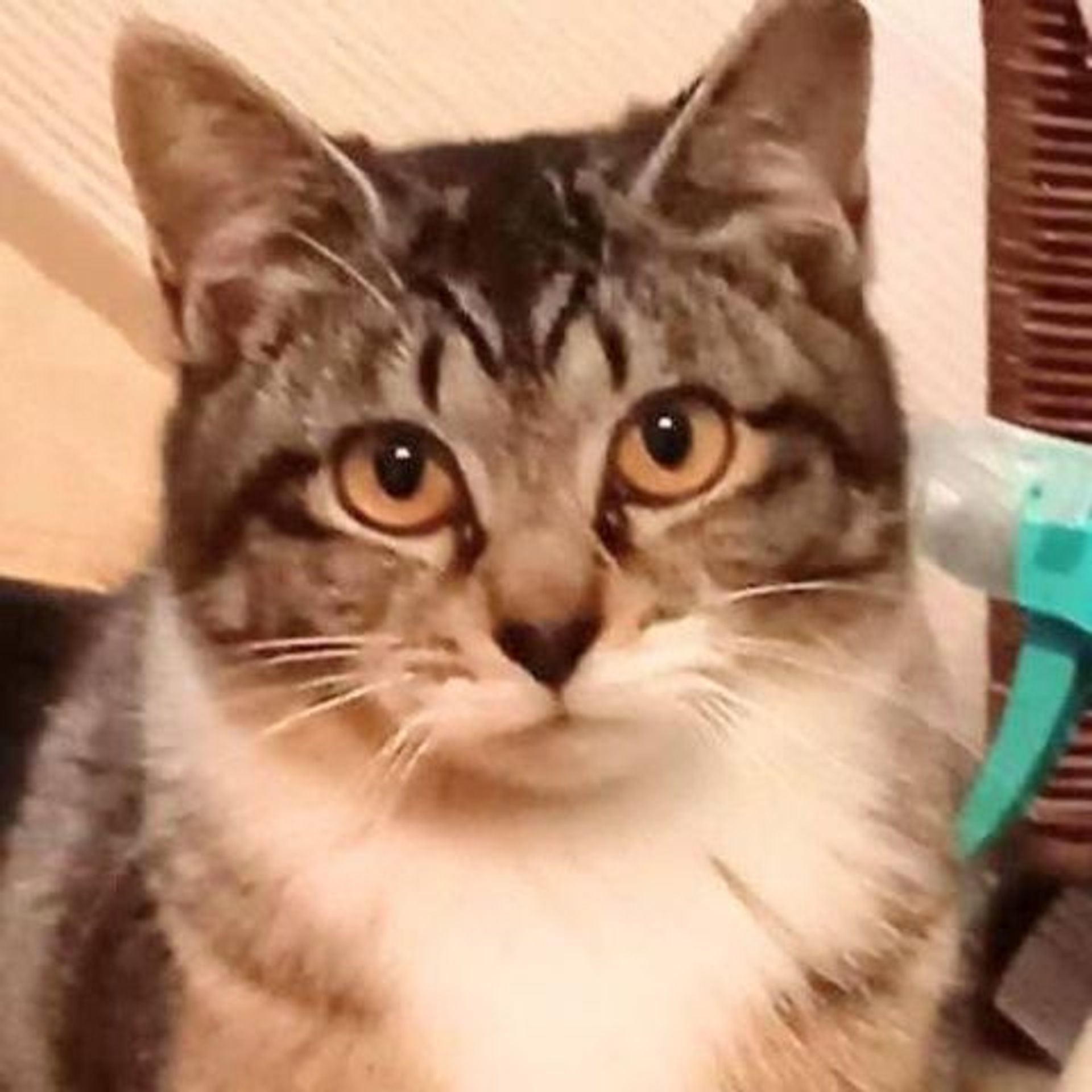 雑種（ミックス猫）・メスの里親募集の写真