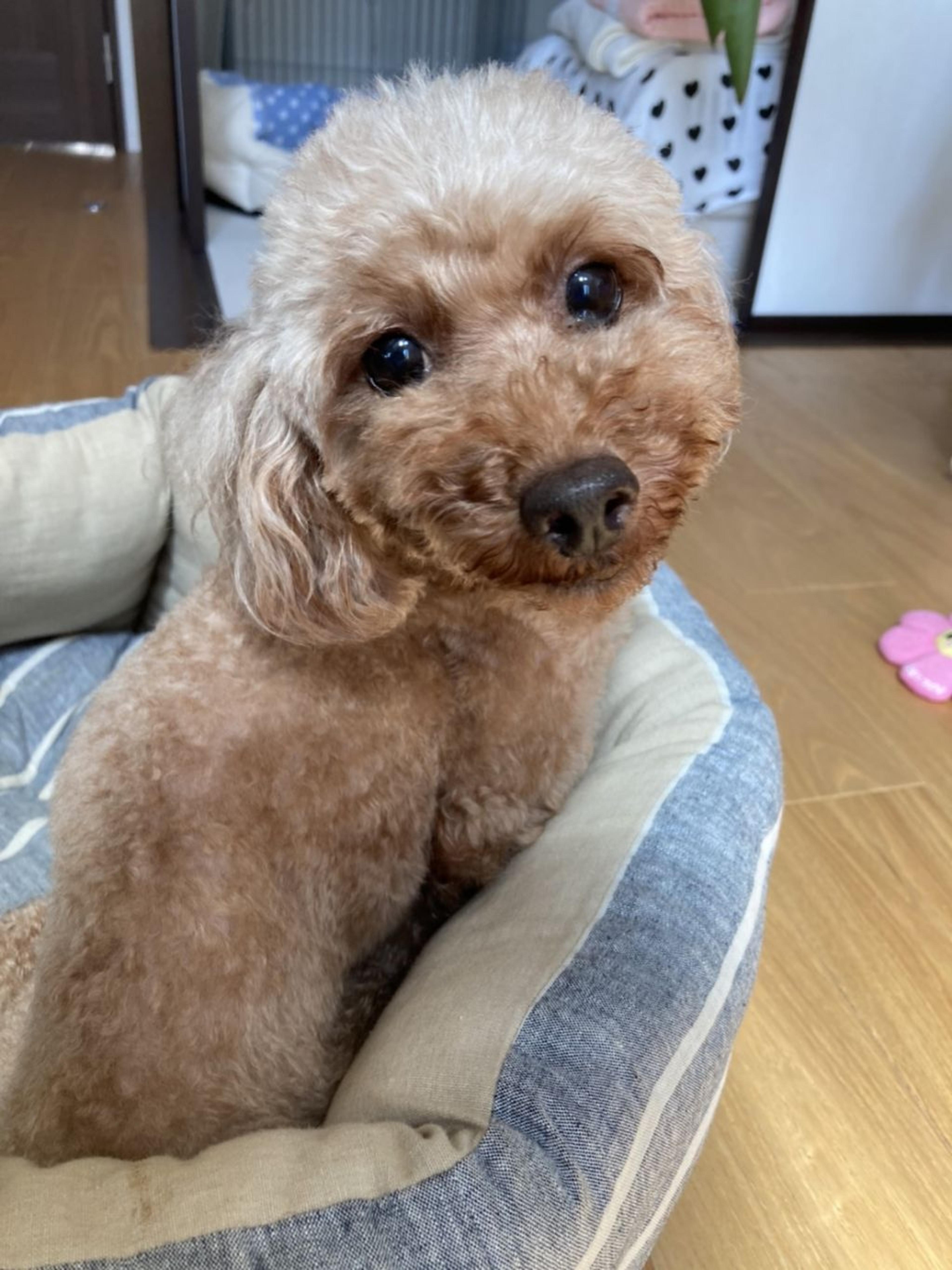 pet-image-2