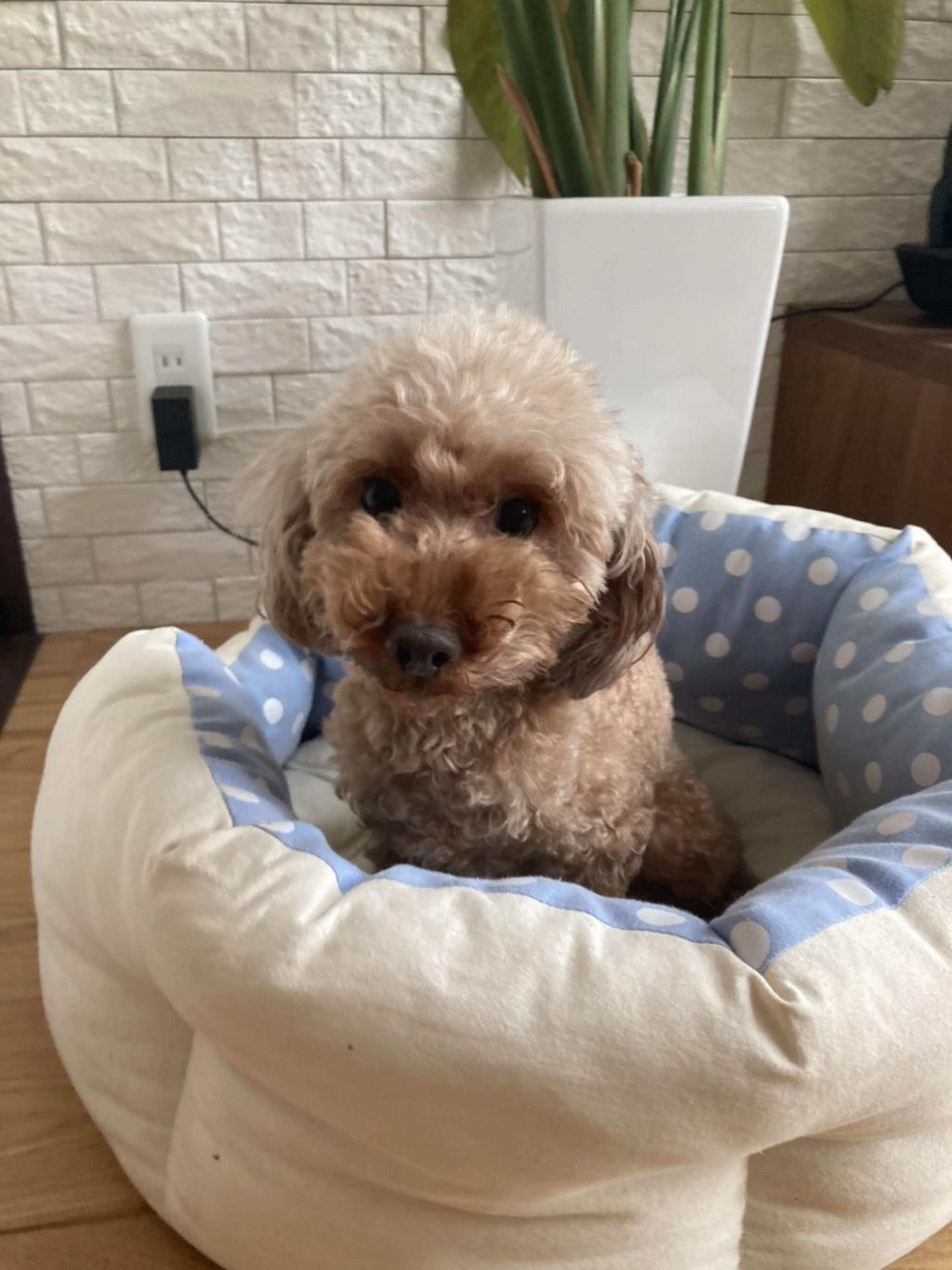 pet-image-3