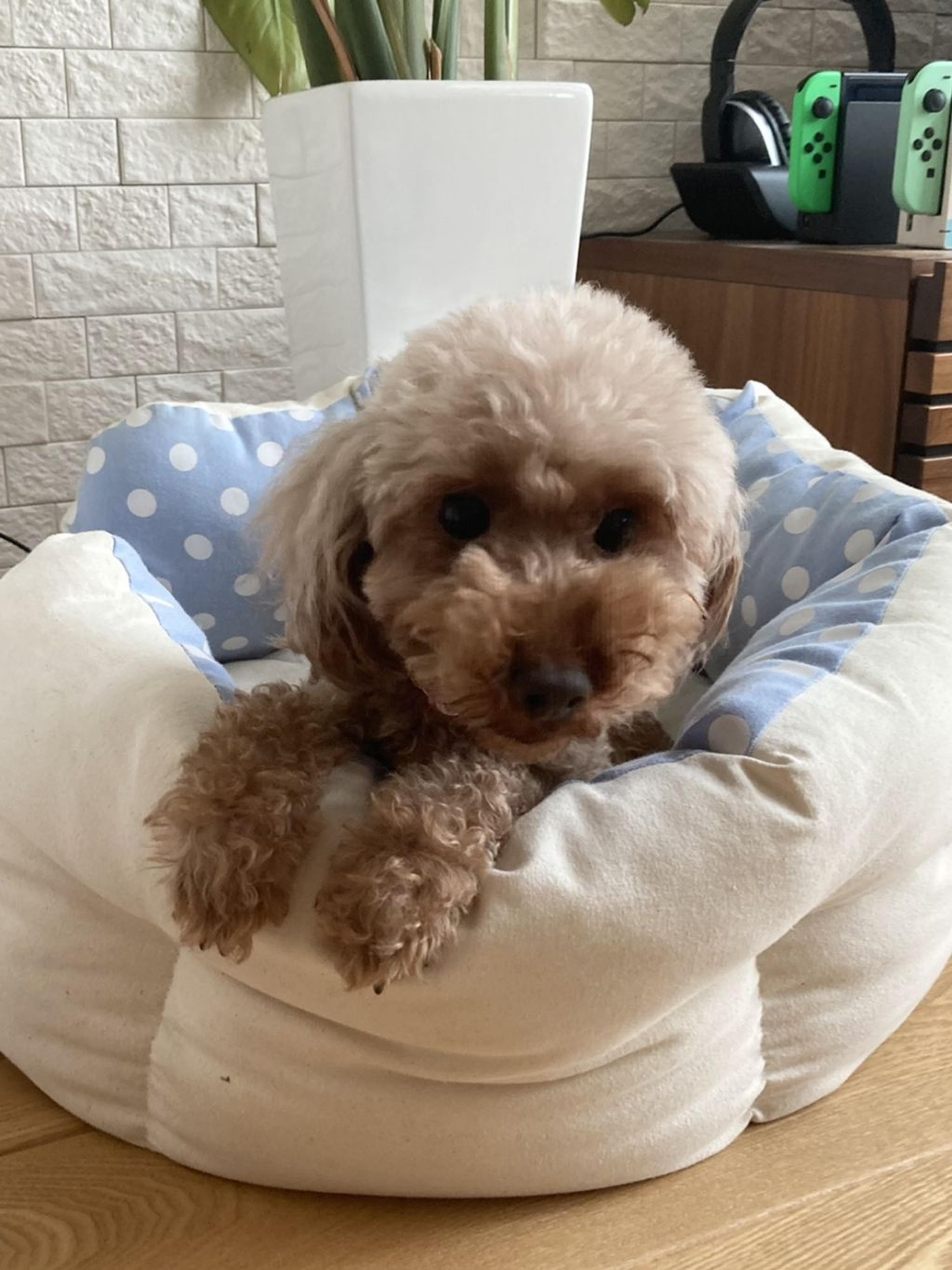 pet-image-4