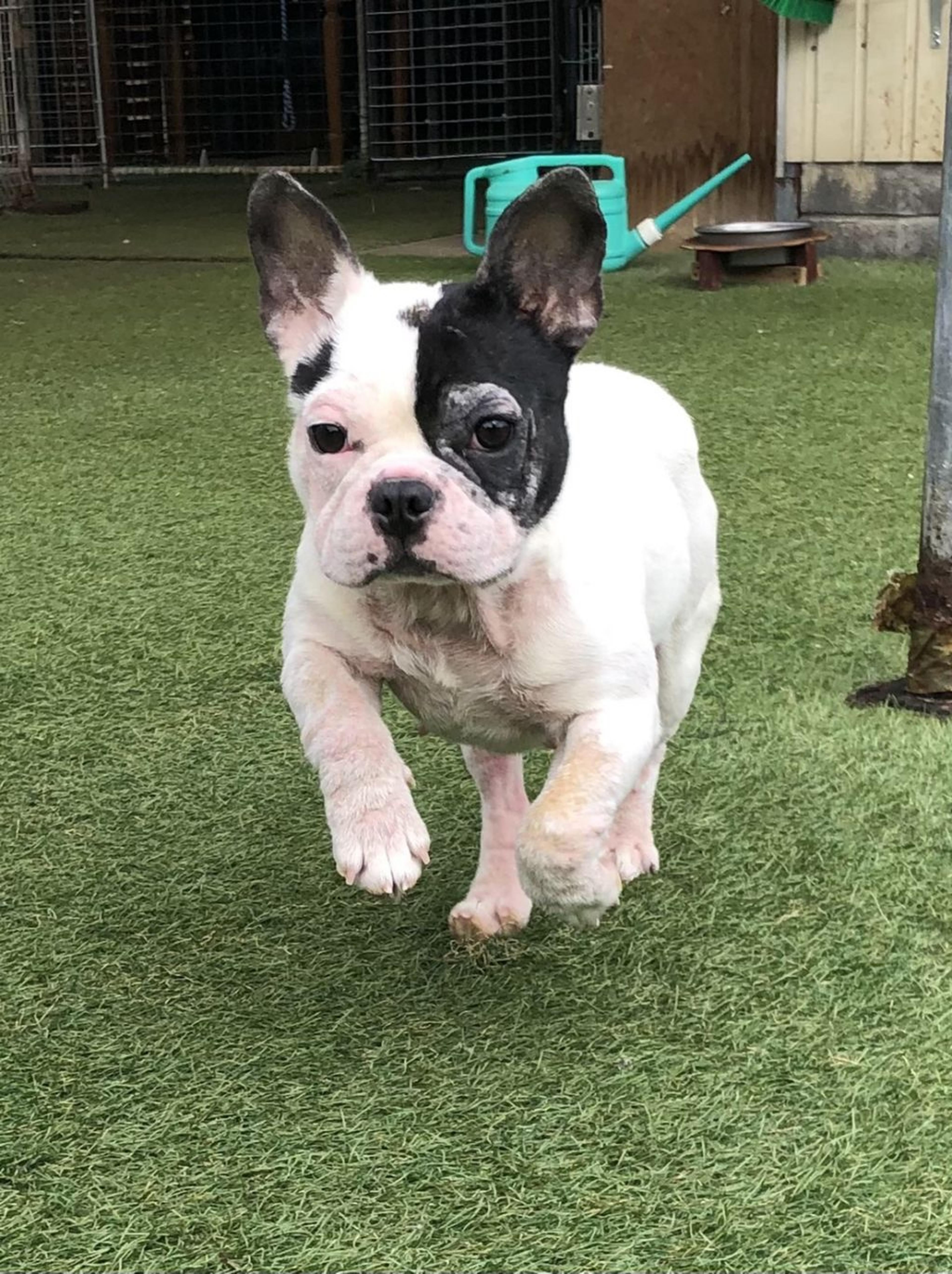 pet-image-2