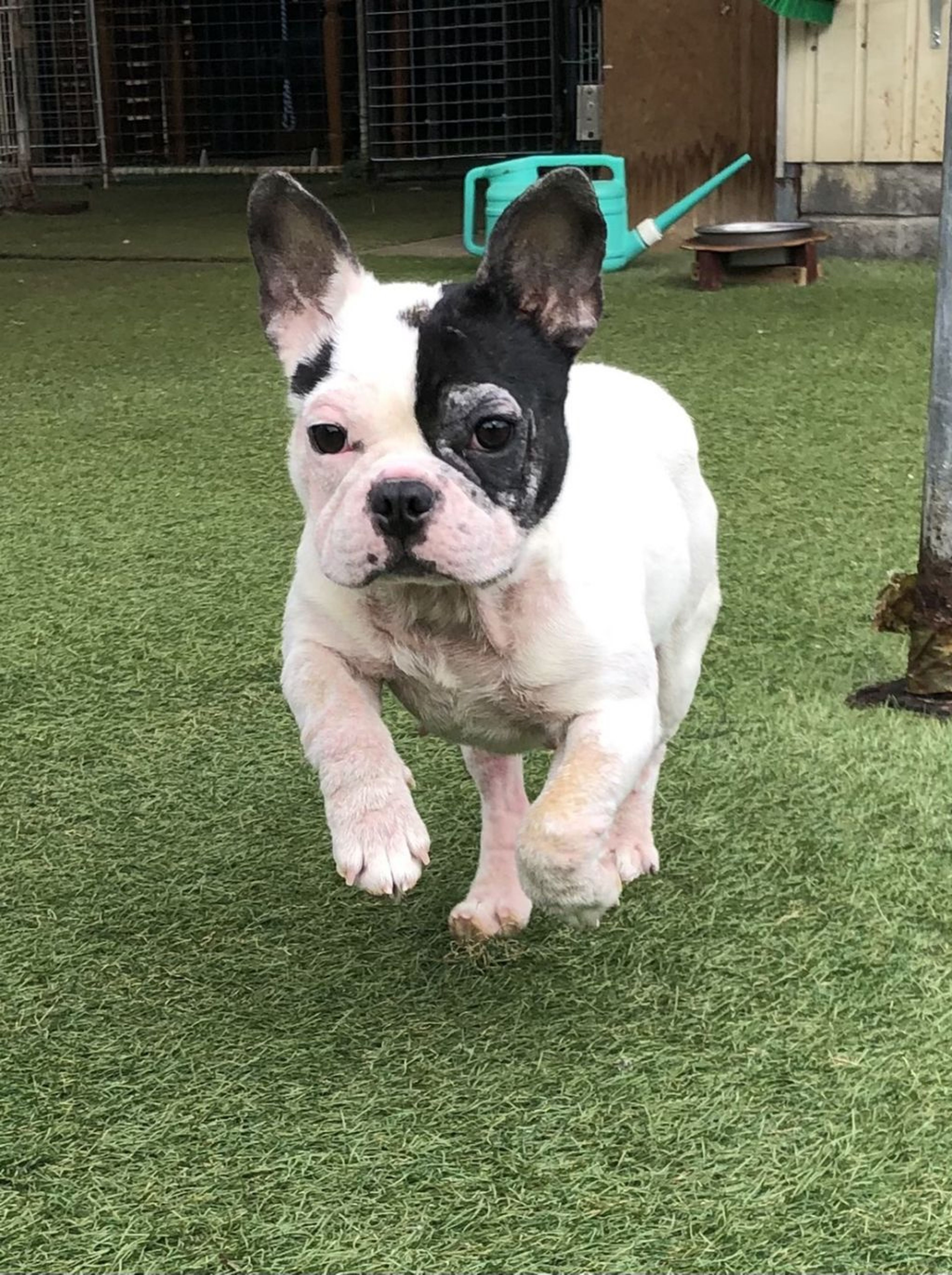 pet-image-2