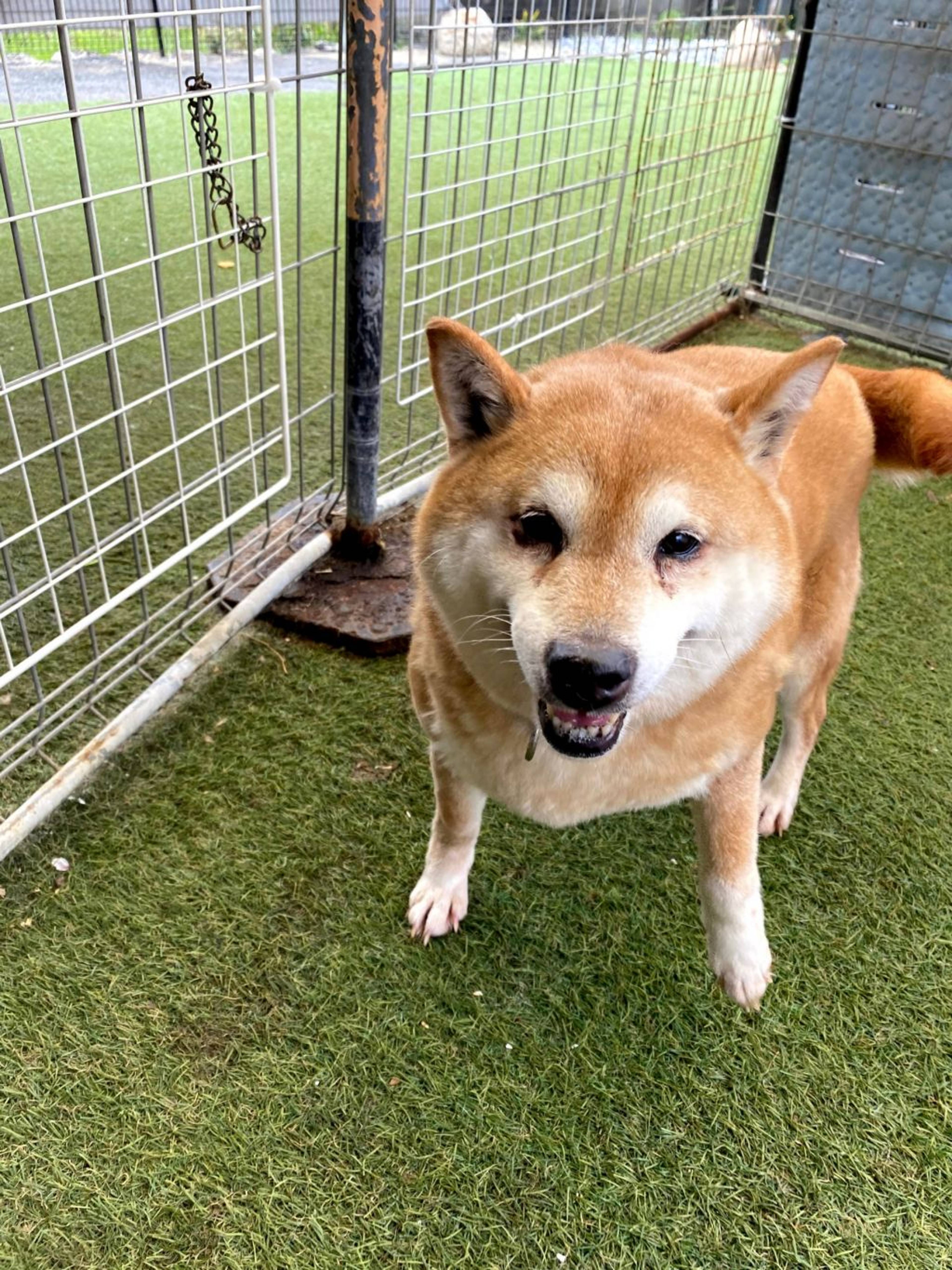 柴犬・メスの里親募集の写真