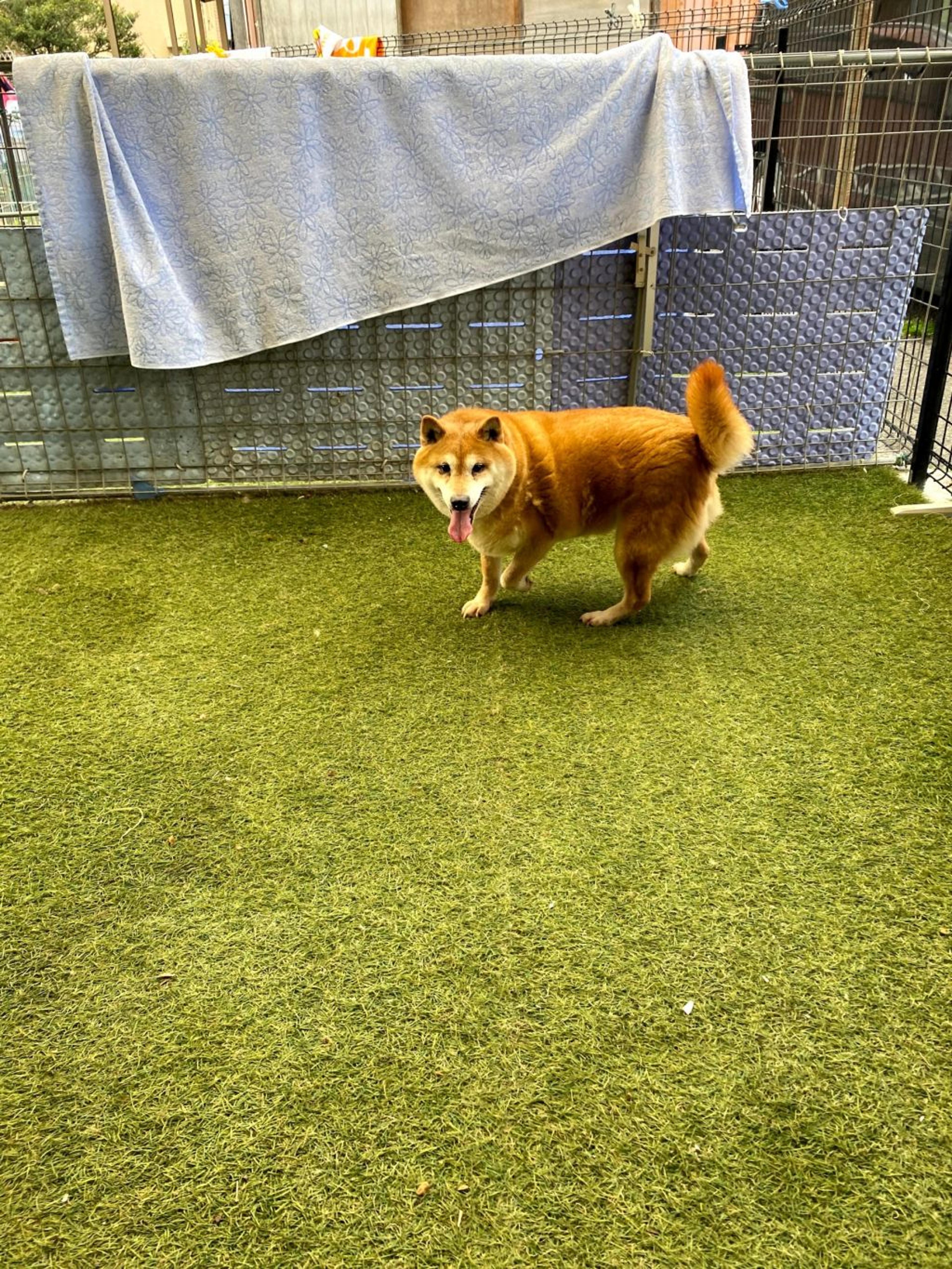 pet-image-3