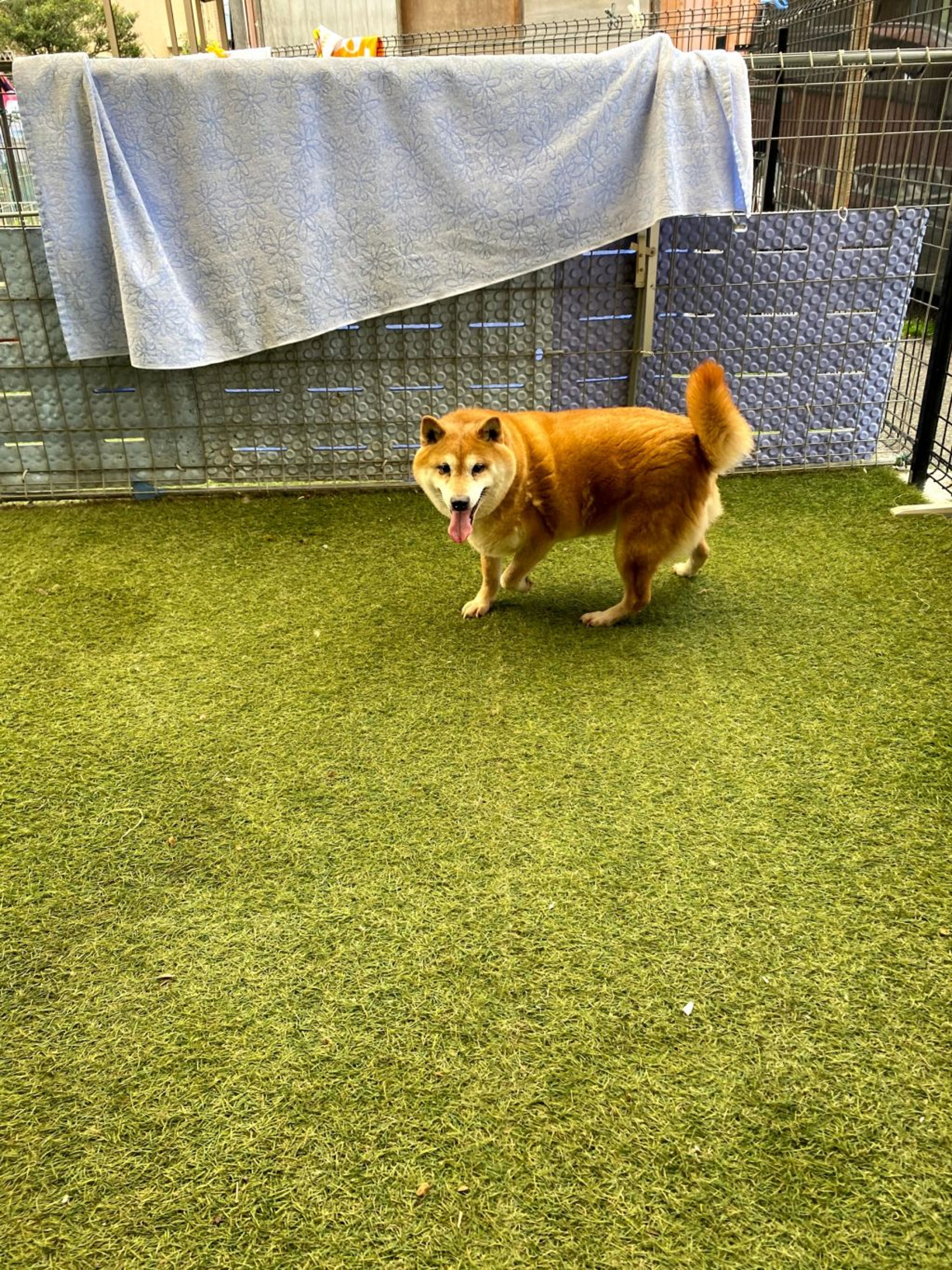 pet-image-3