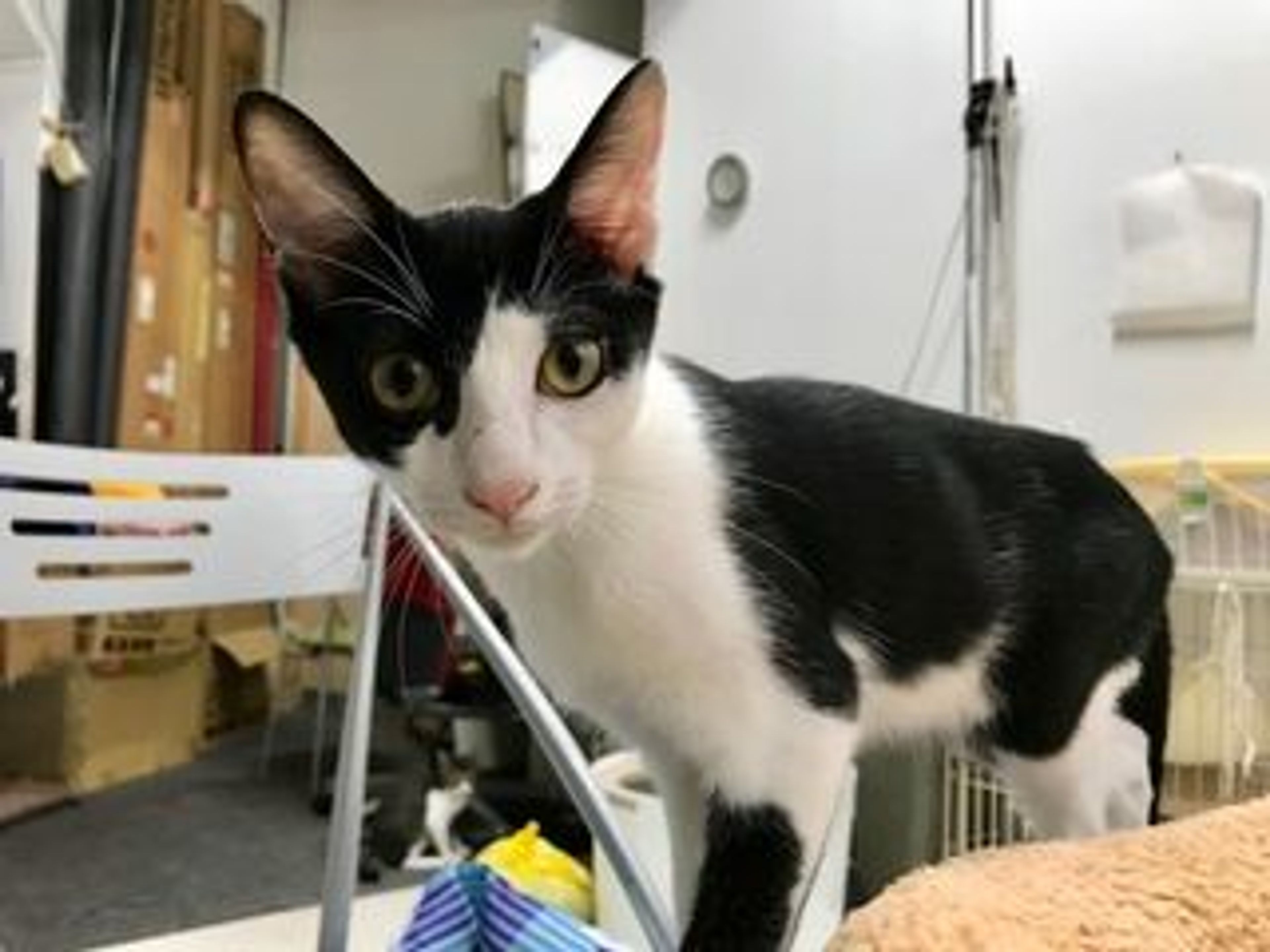 紫松石♡立ち猫ちゃん♡No.2458 Amazon | おそ松さん 一松ネコぶんちん&エスパーニャンコメモスタンド