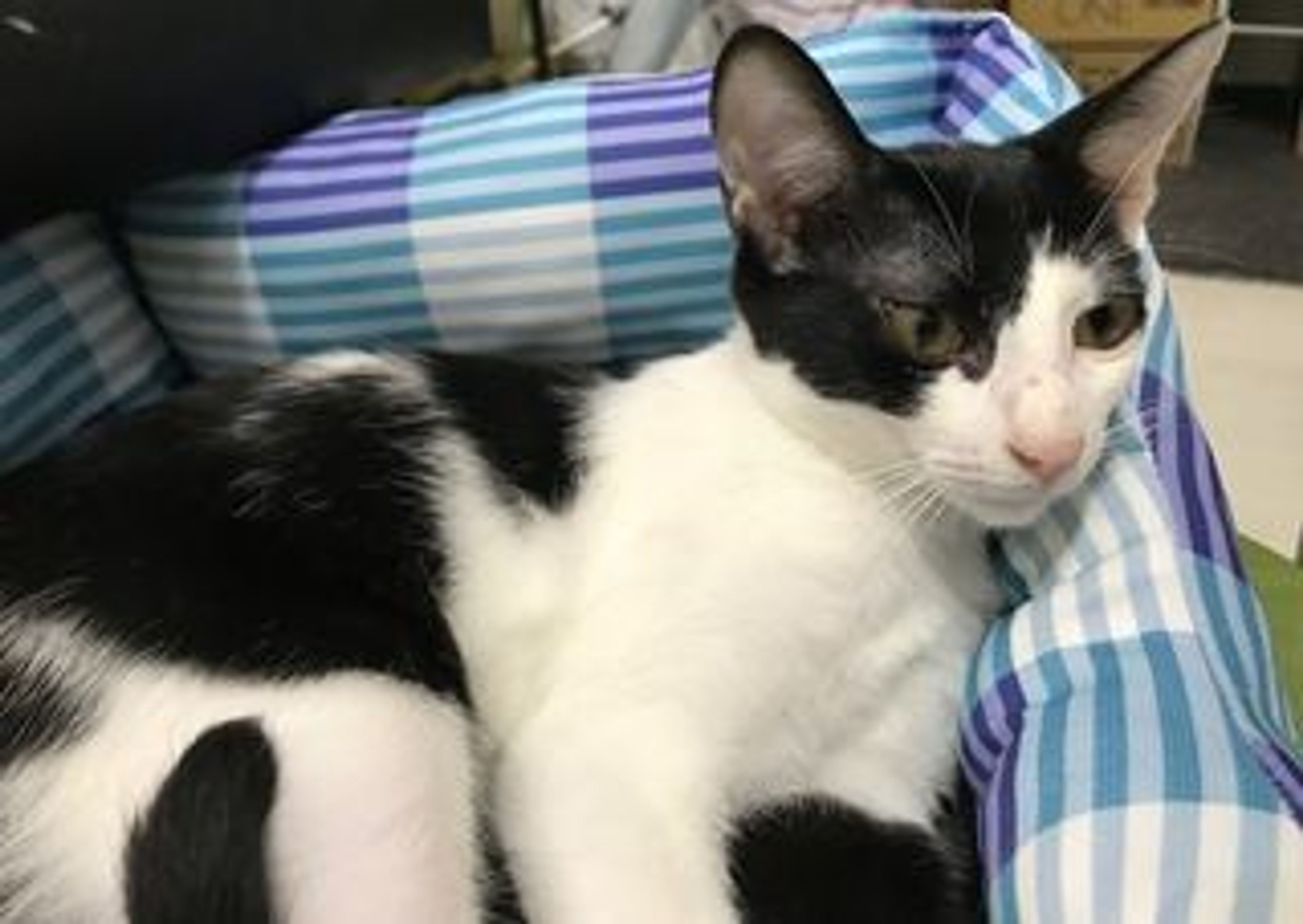 元気いっぱいの石松くん | 雑種（ミックス猫） | Cat Link | OMUSUBI