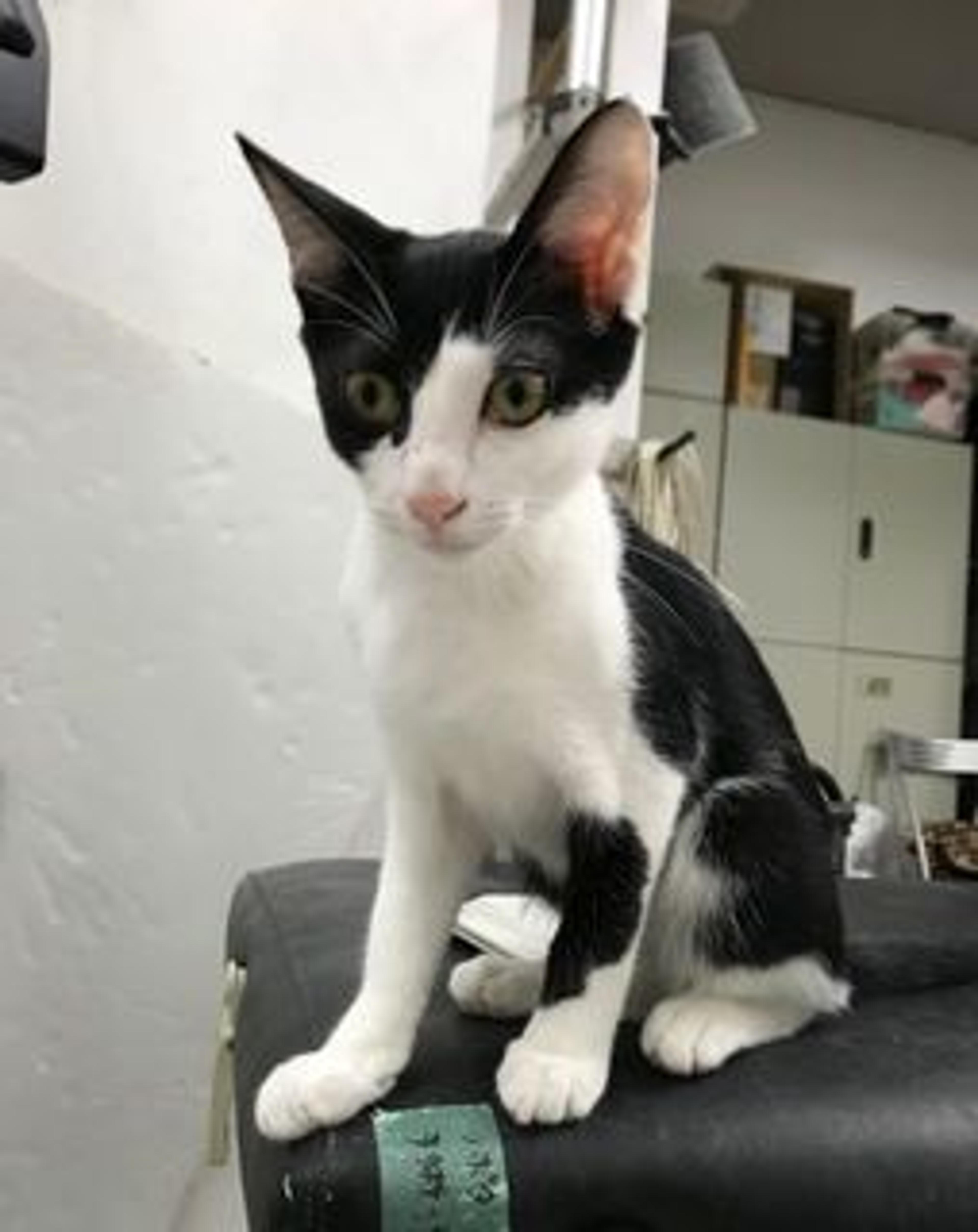 pet-image-3