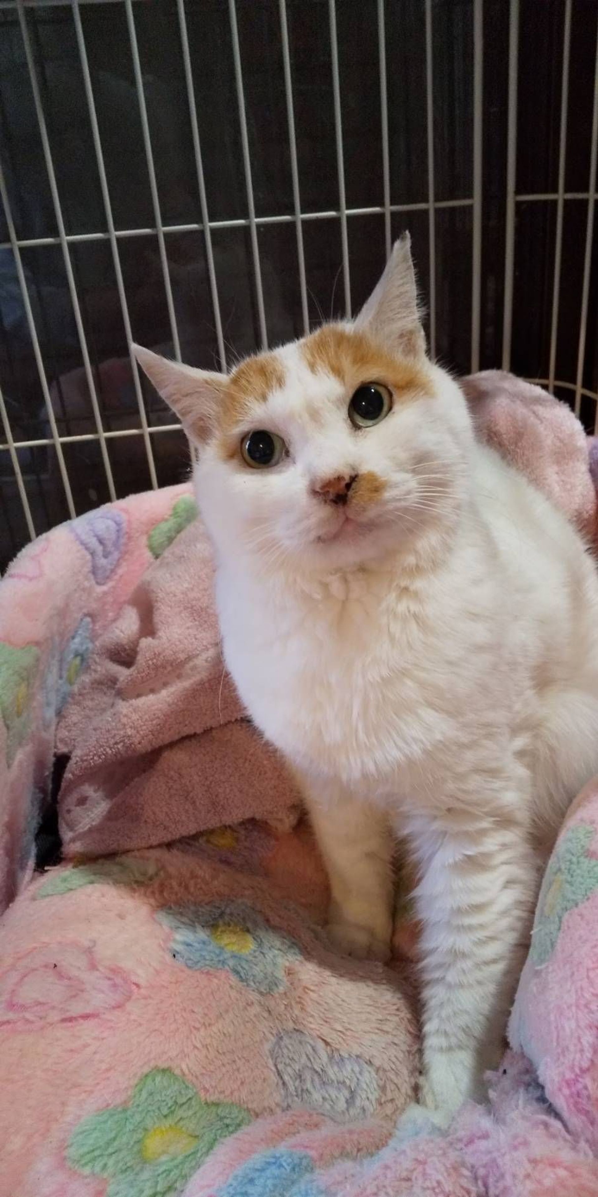 雑種（ミックス猫）・メスの里親募集の写真