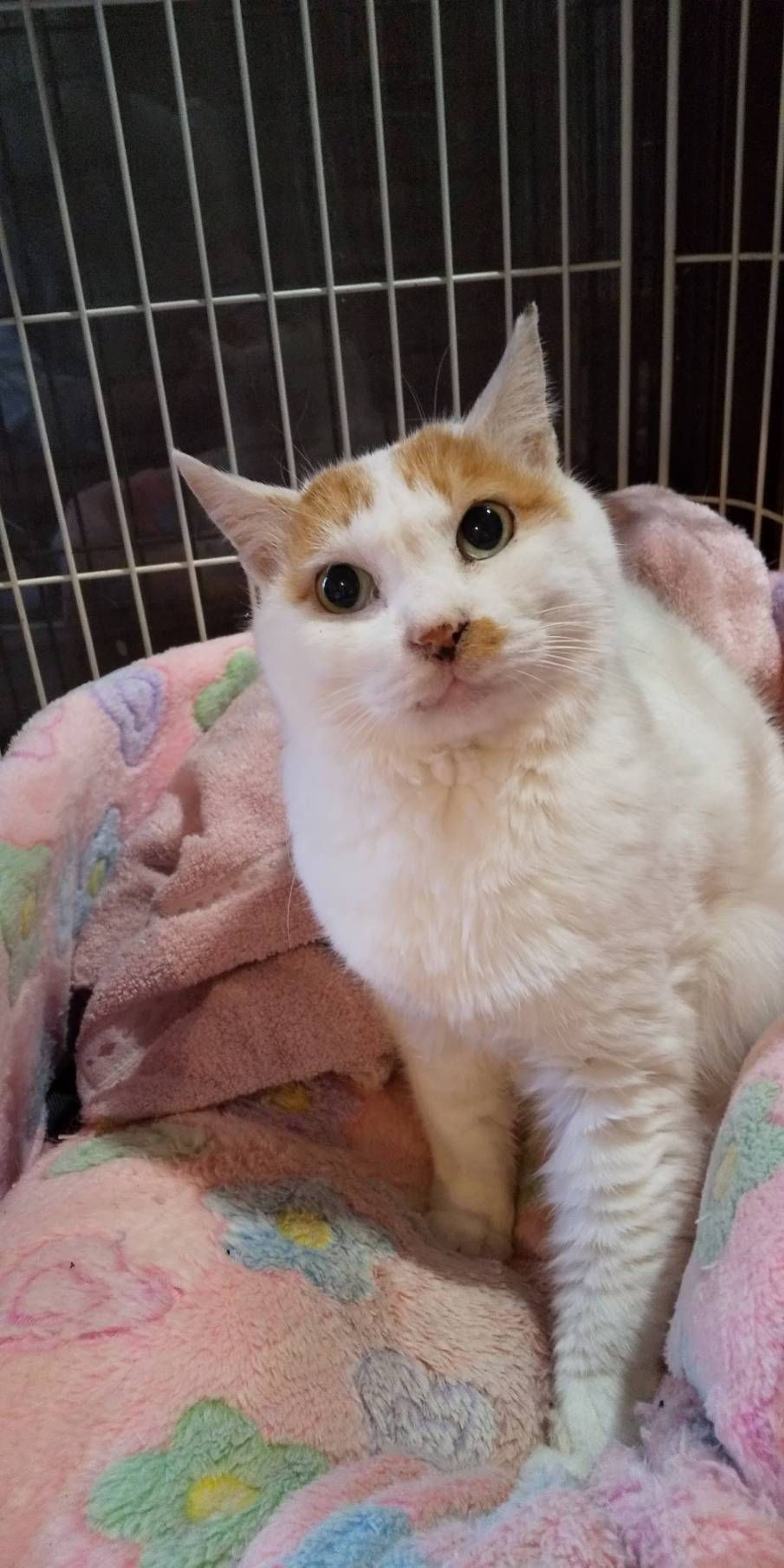 雑種（ミックス猫）・メスの里親募集の写真