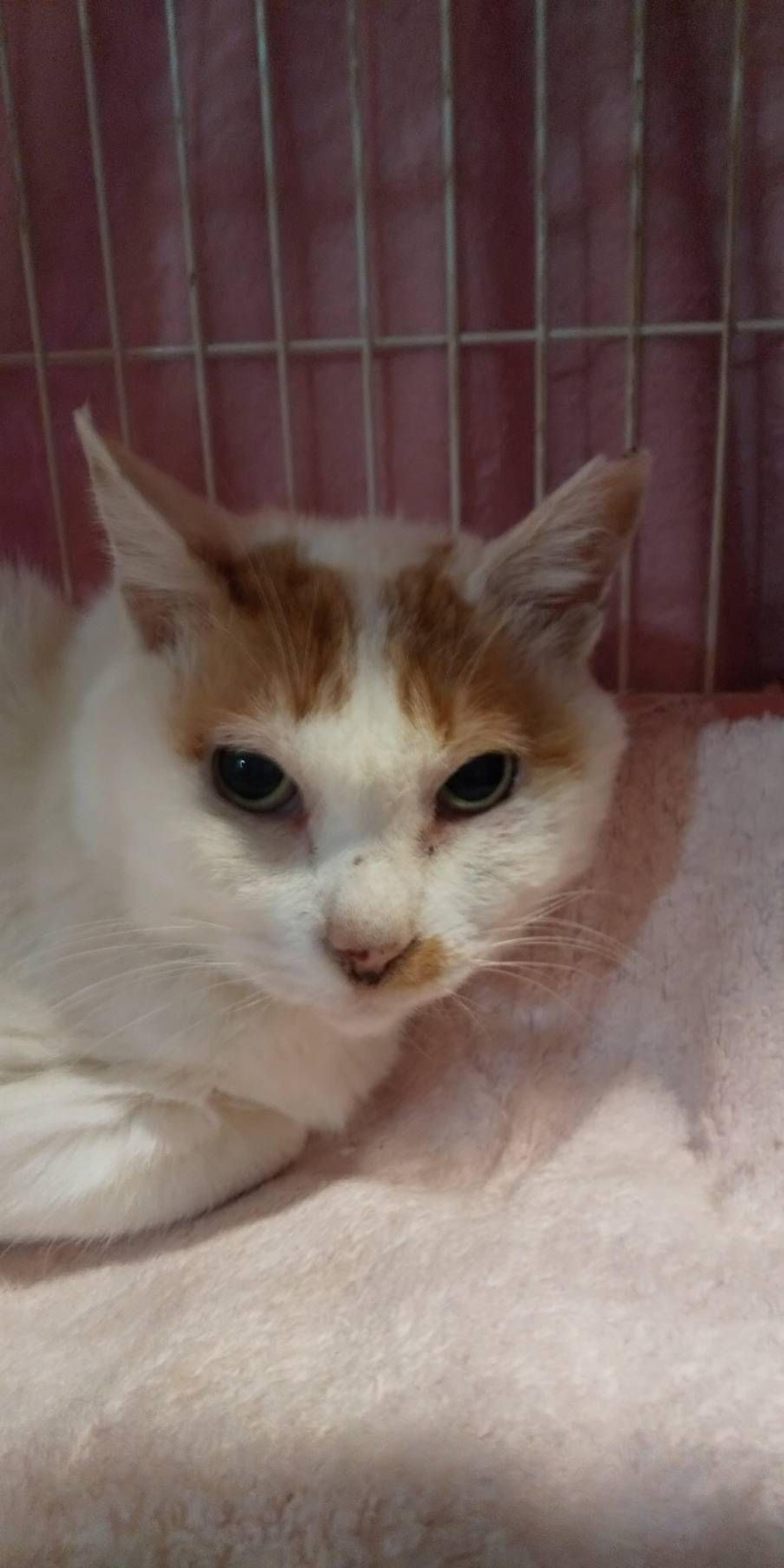 pet-image-2