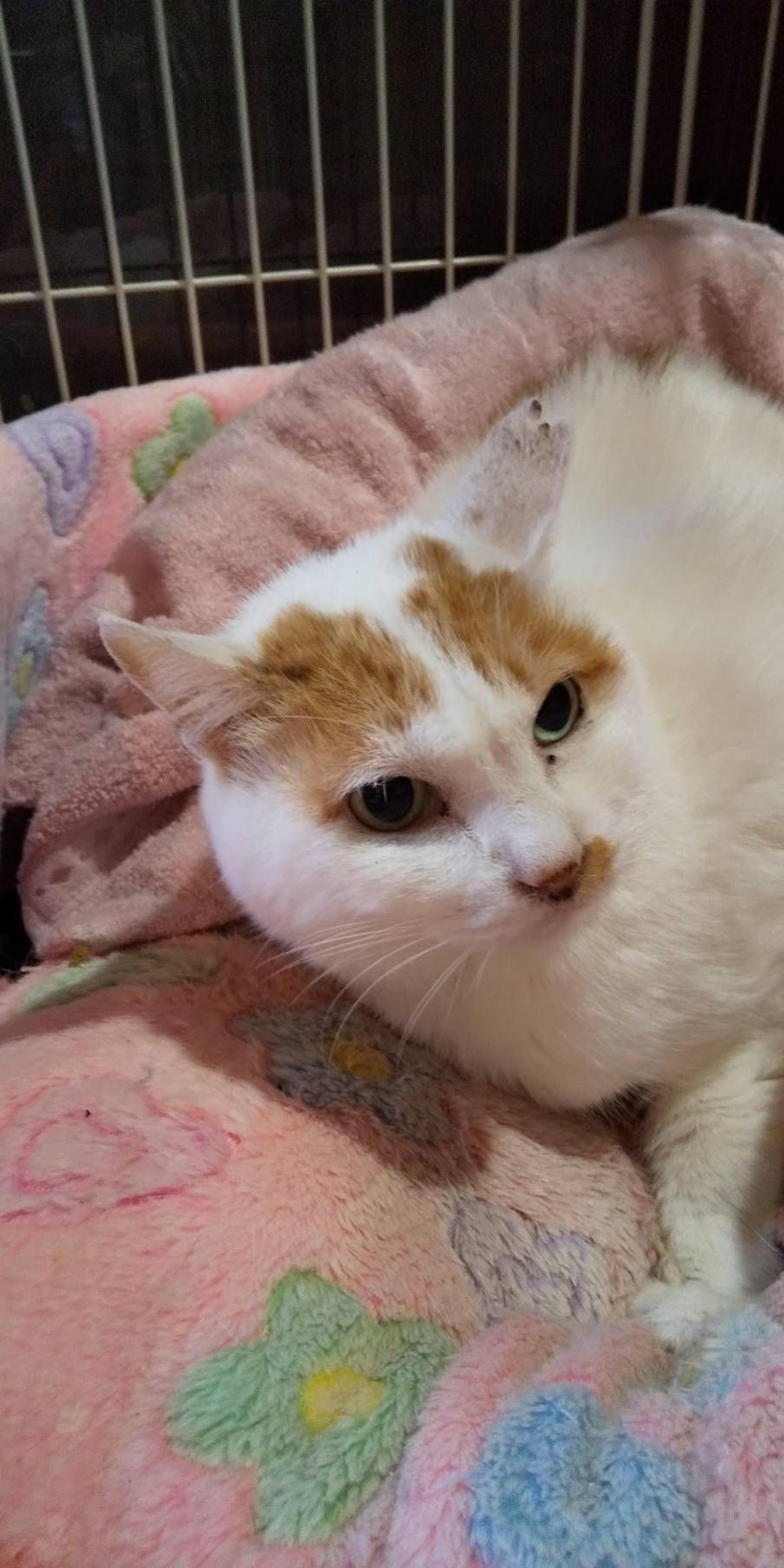 pet-image-4