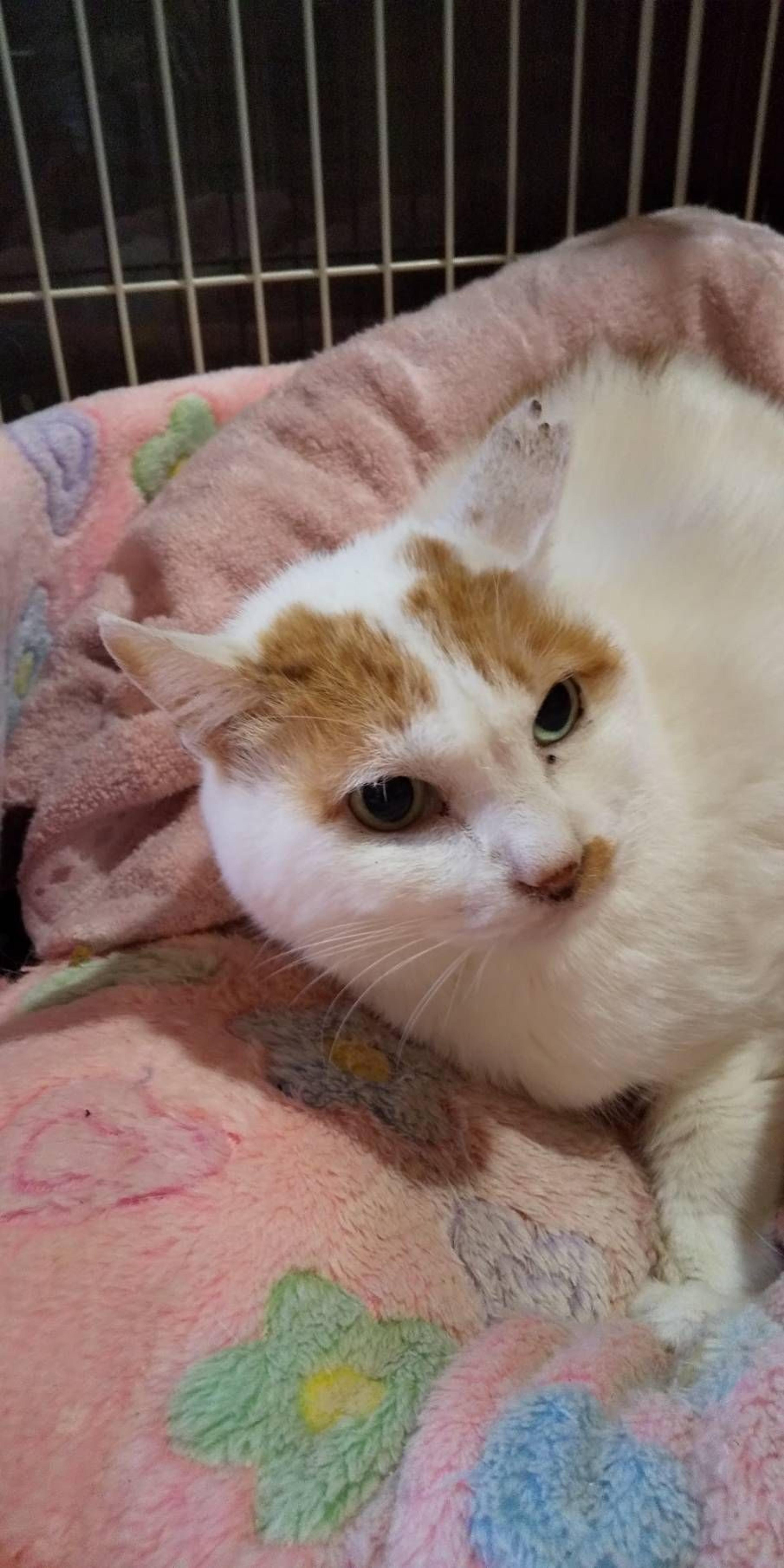 pet-image-4