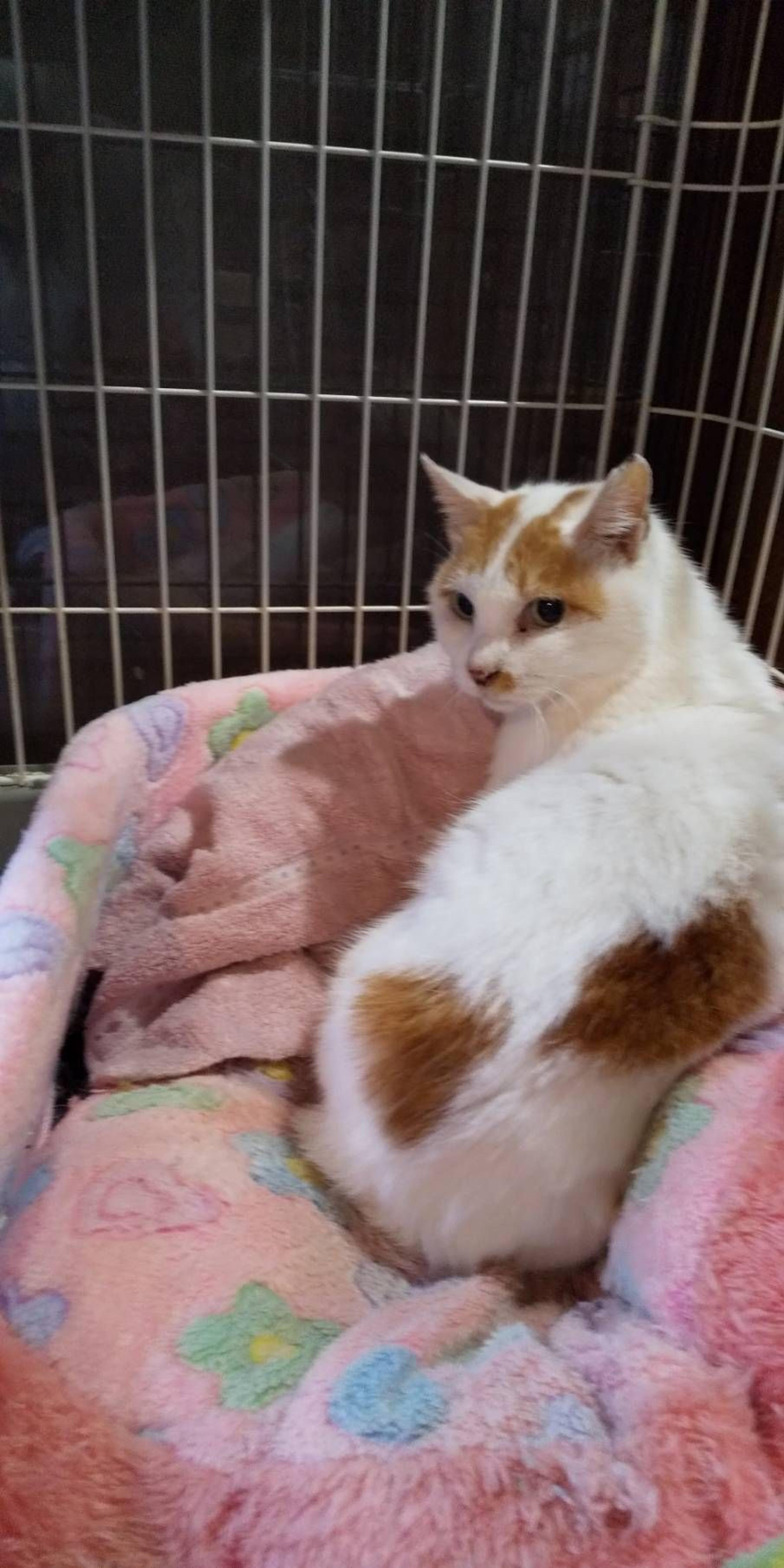 pet-image-5