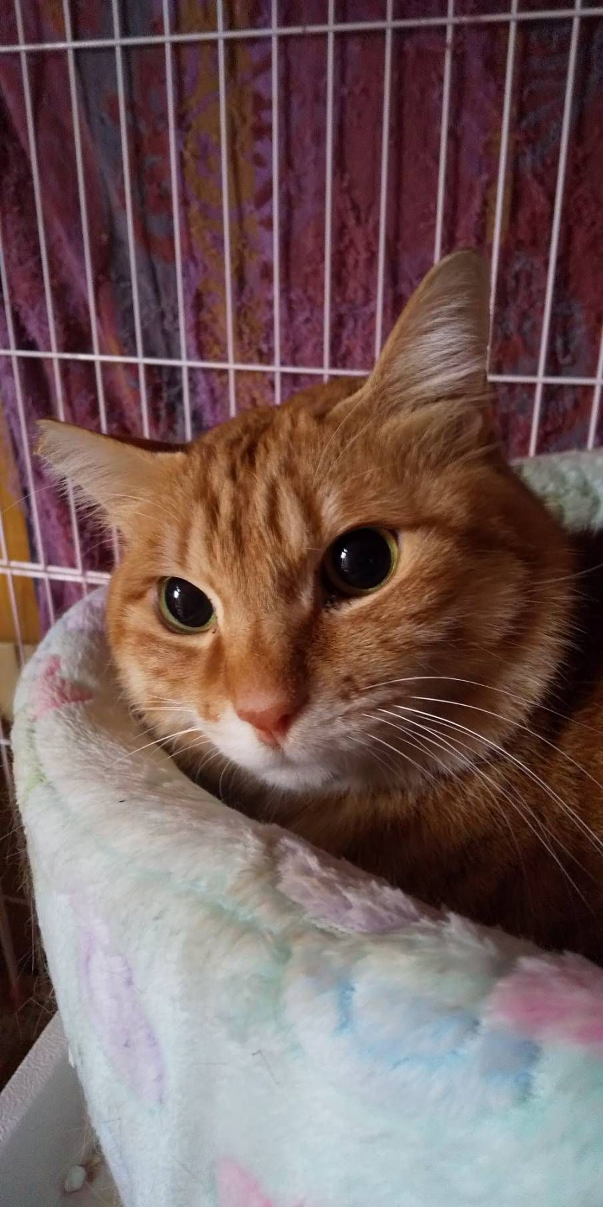 雑種（ミックス猫）・オスの里親募集の写真