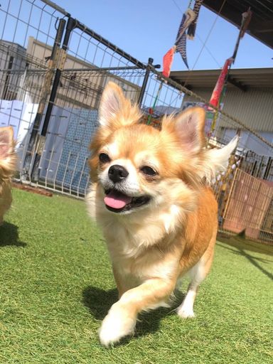 フーコの写真