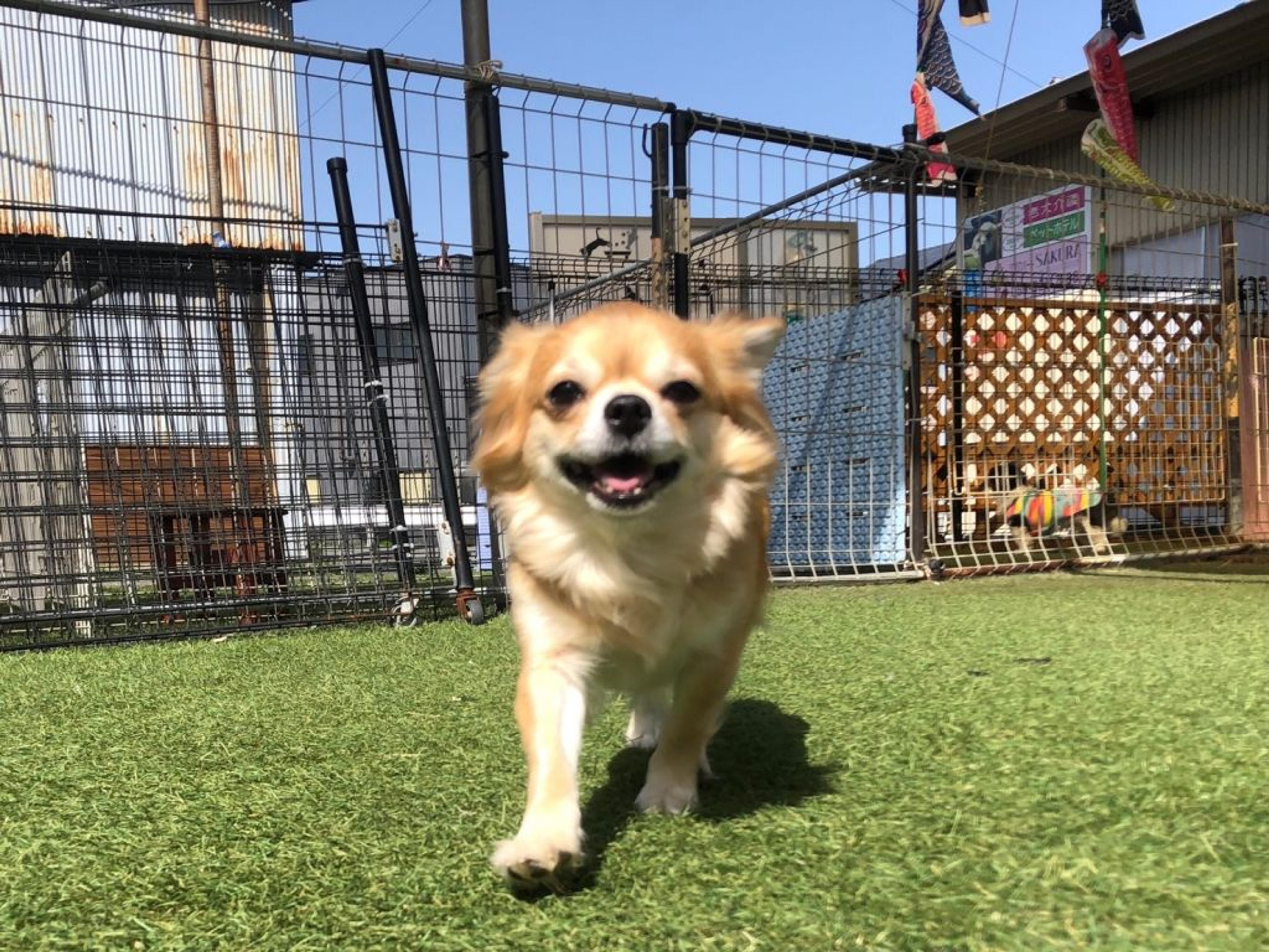 pet-image-2