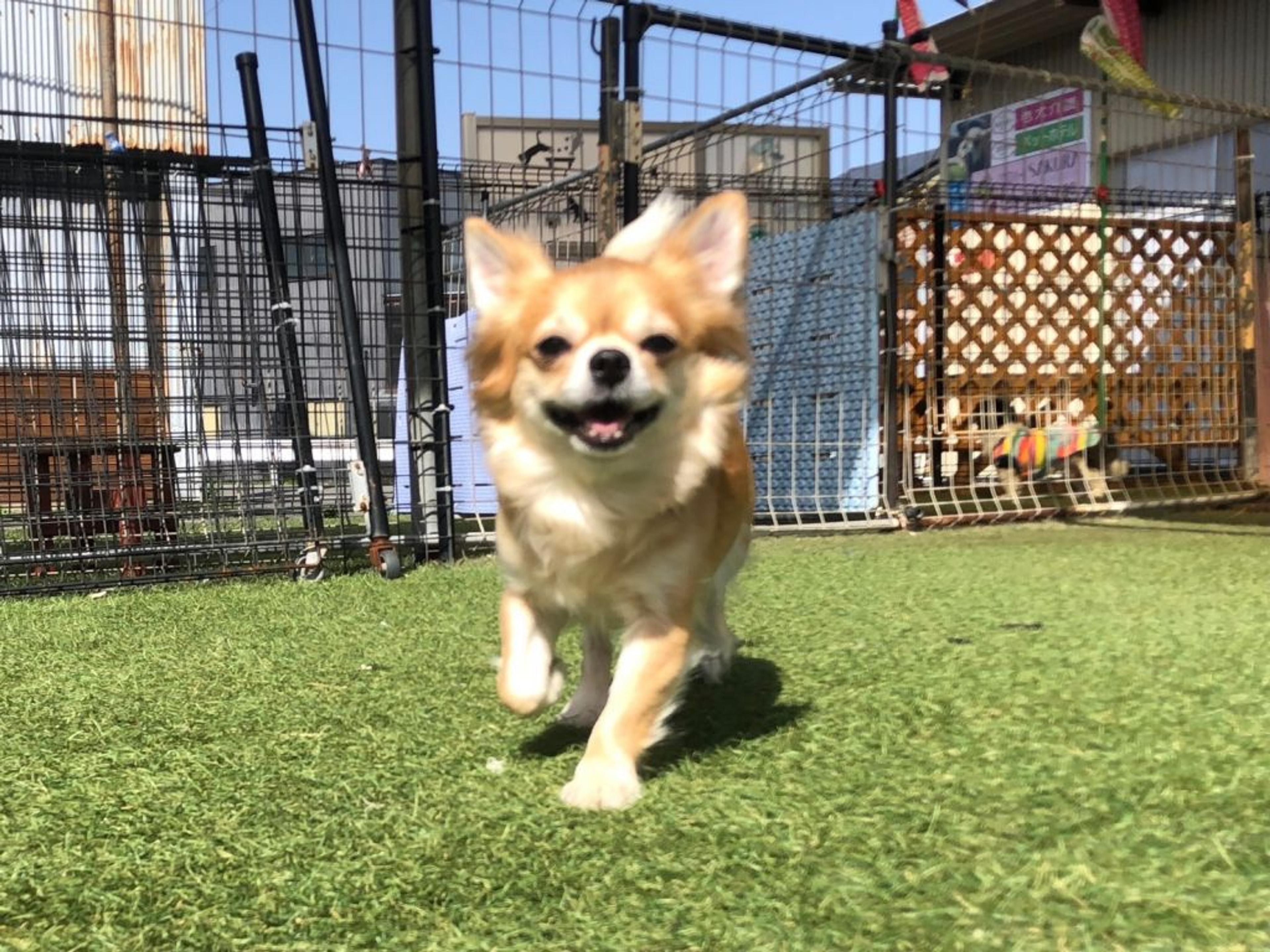 pet-image-3