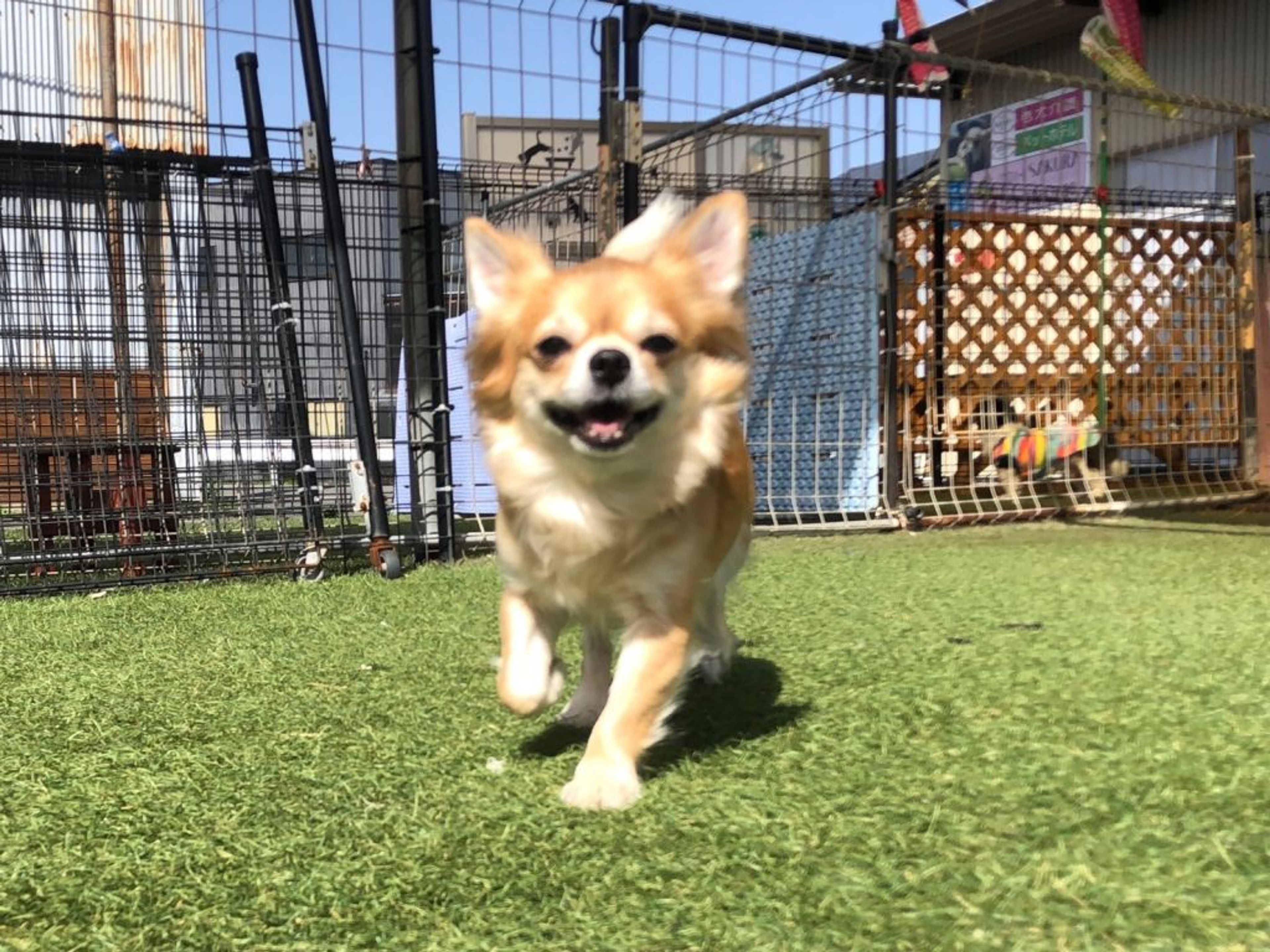 pet-image-3