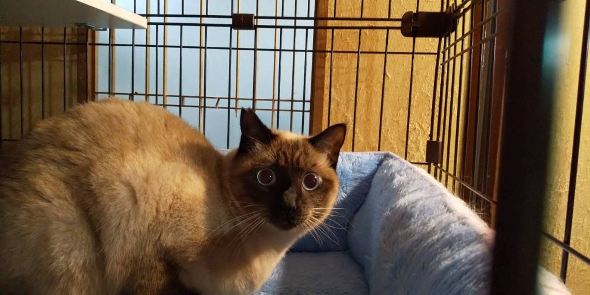 雑種（ミックス猫）・オスの里親募集の写真