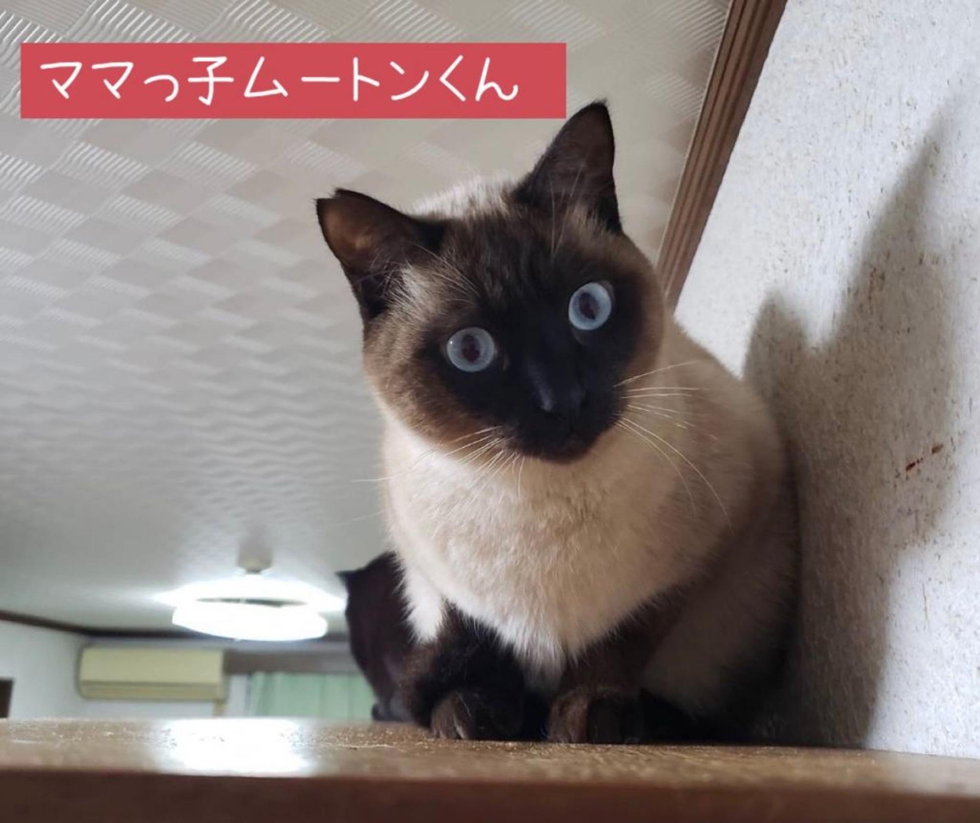 pet-image-4