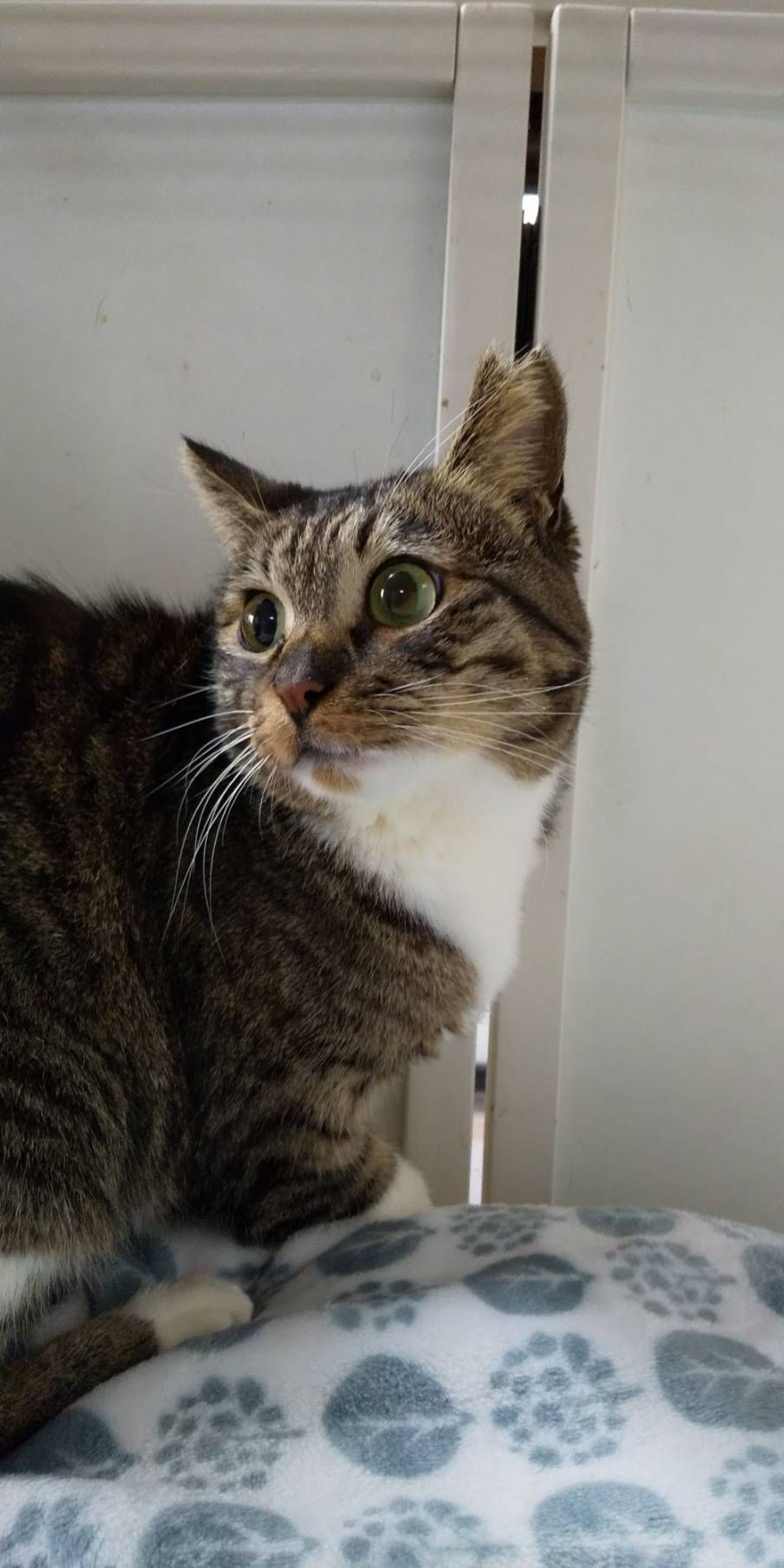 雑種（ミックス猫）・メスの里親募集の写真