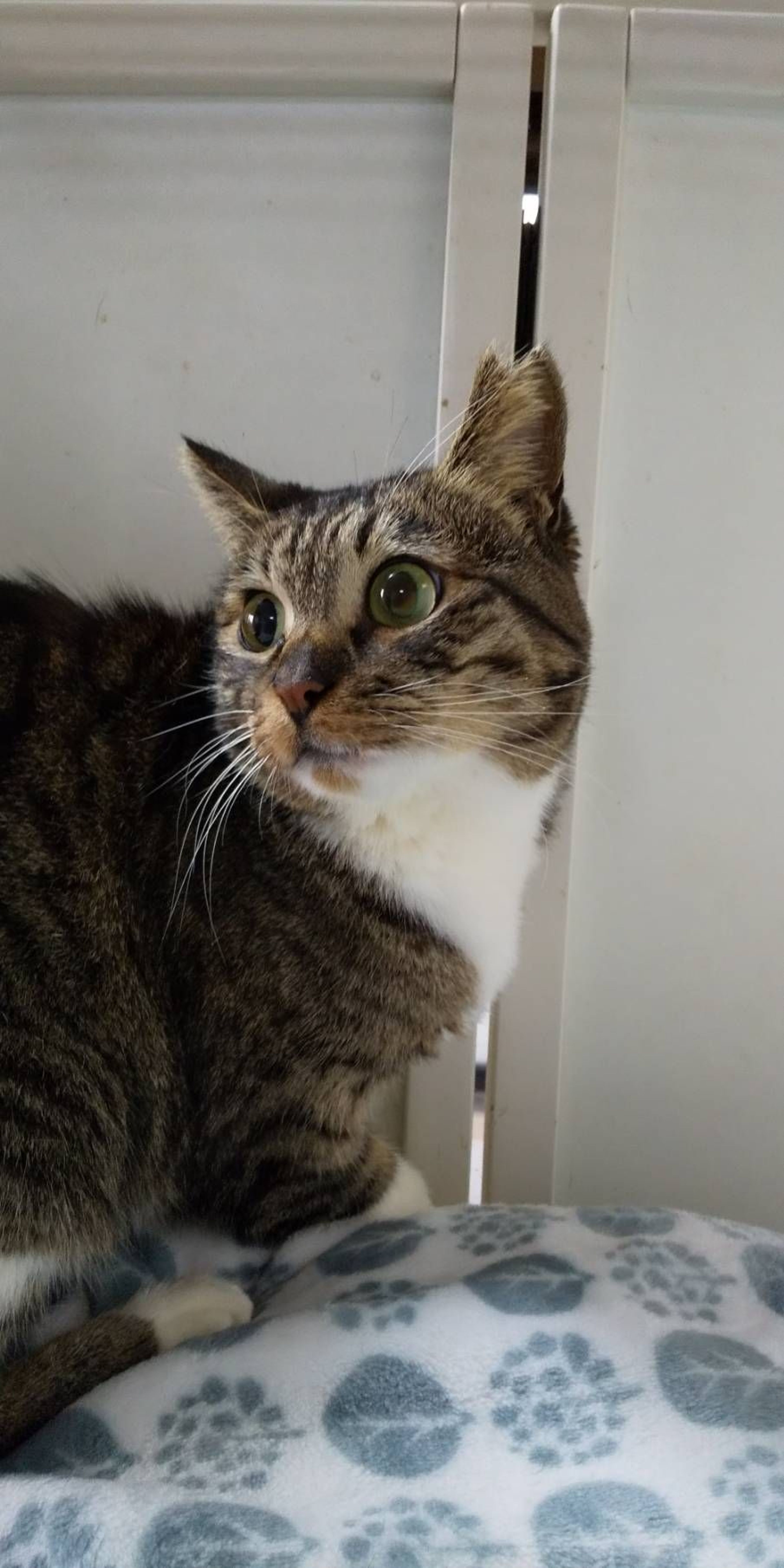雑種（ミックス猫）・メスの里親募集の写真