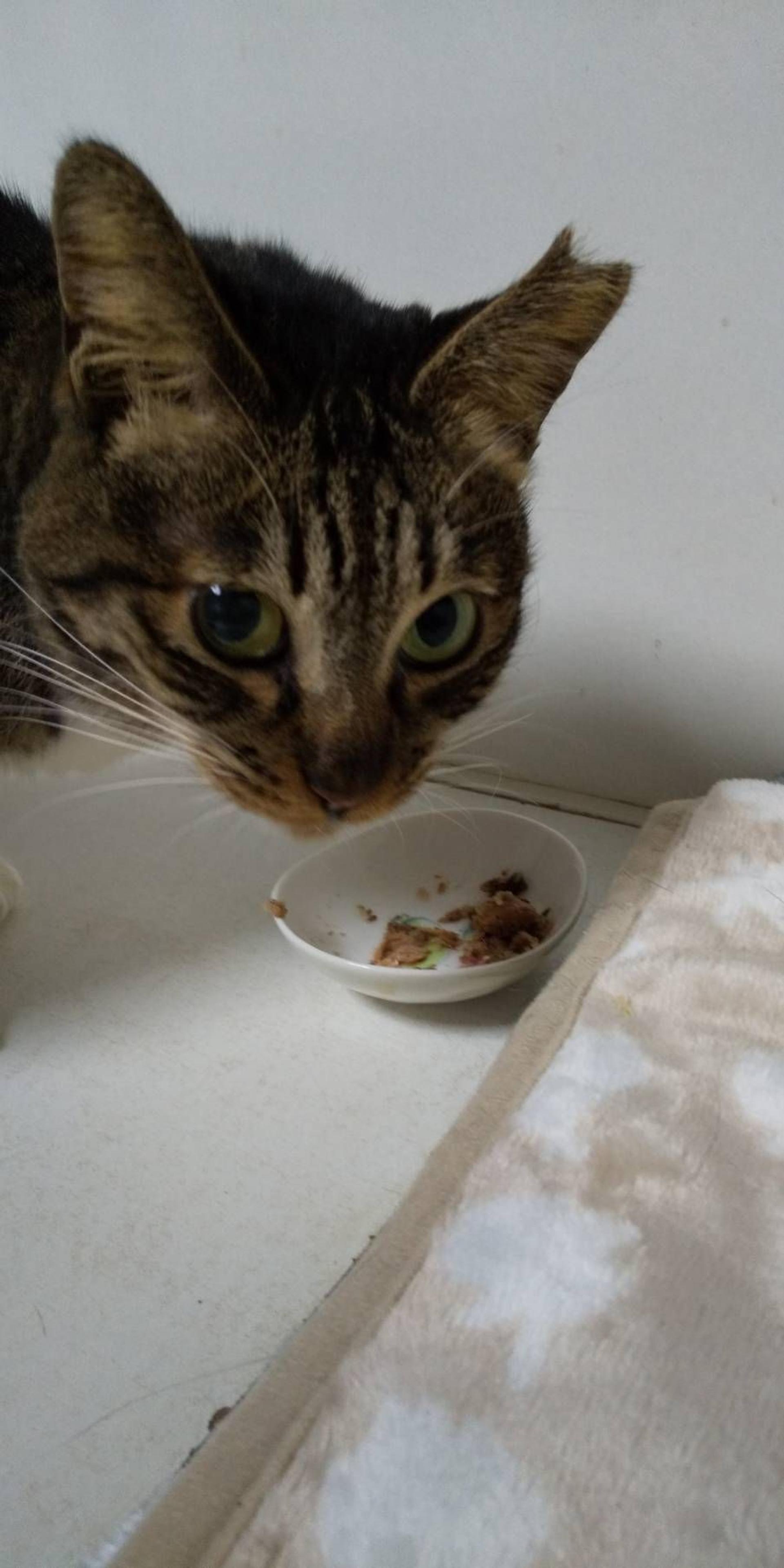 pet-image-3