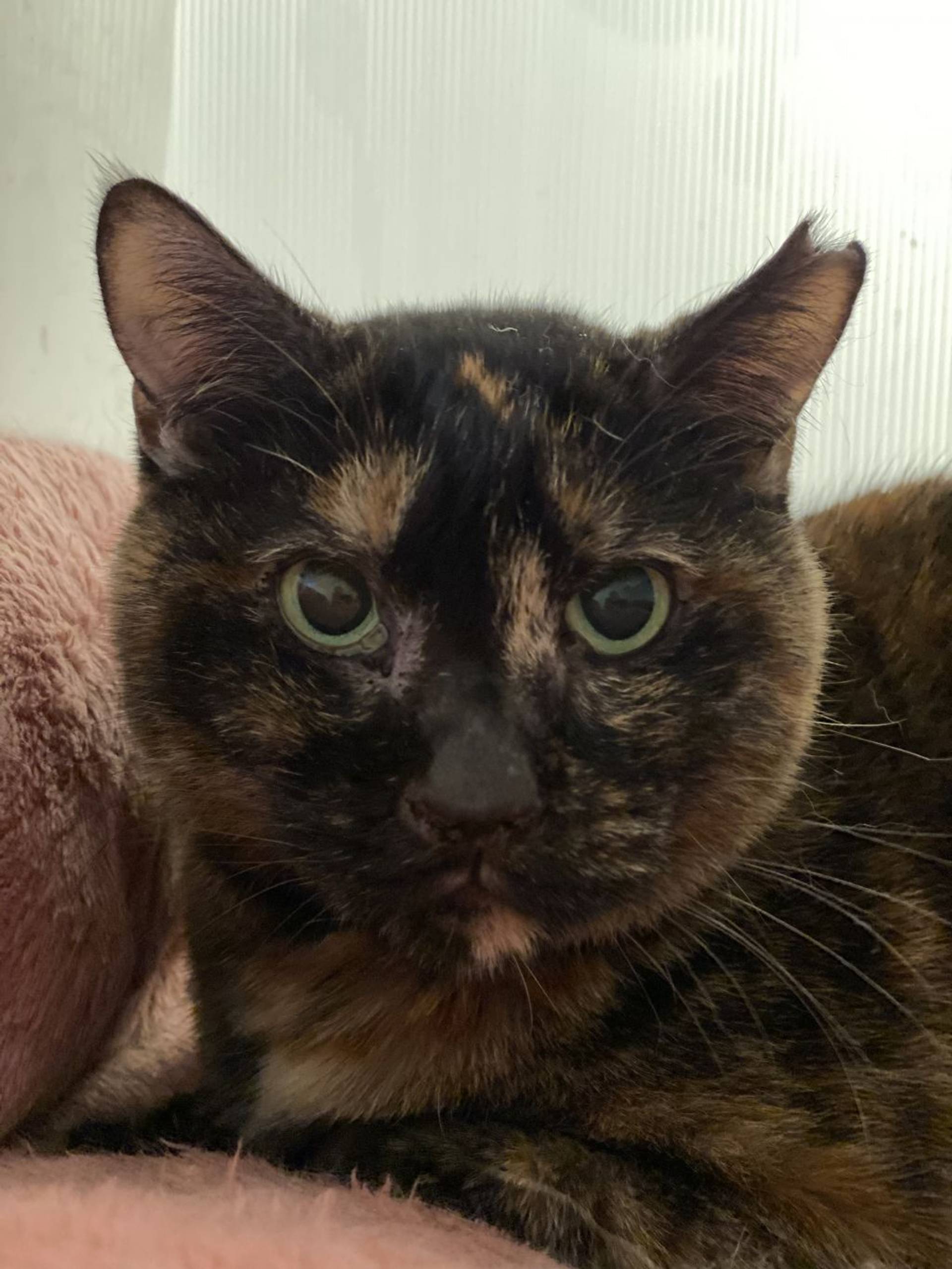 雑種（ミックス猫）・メスの里親募集の写真