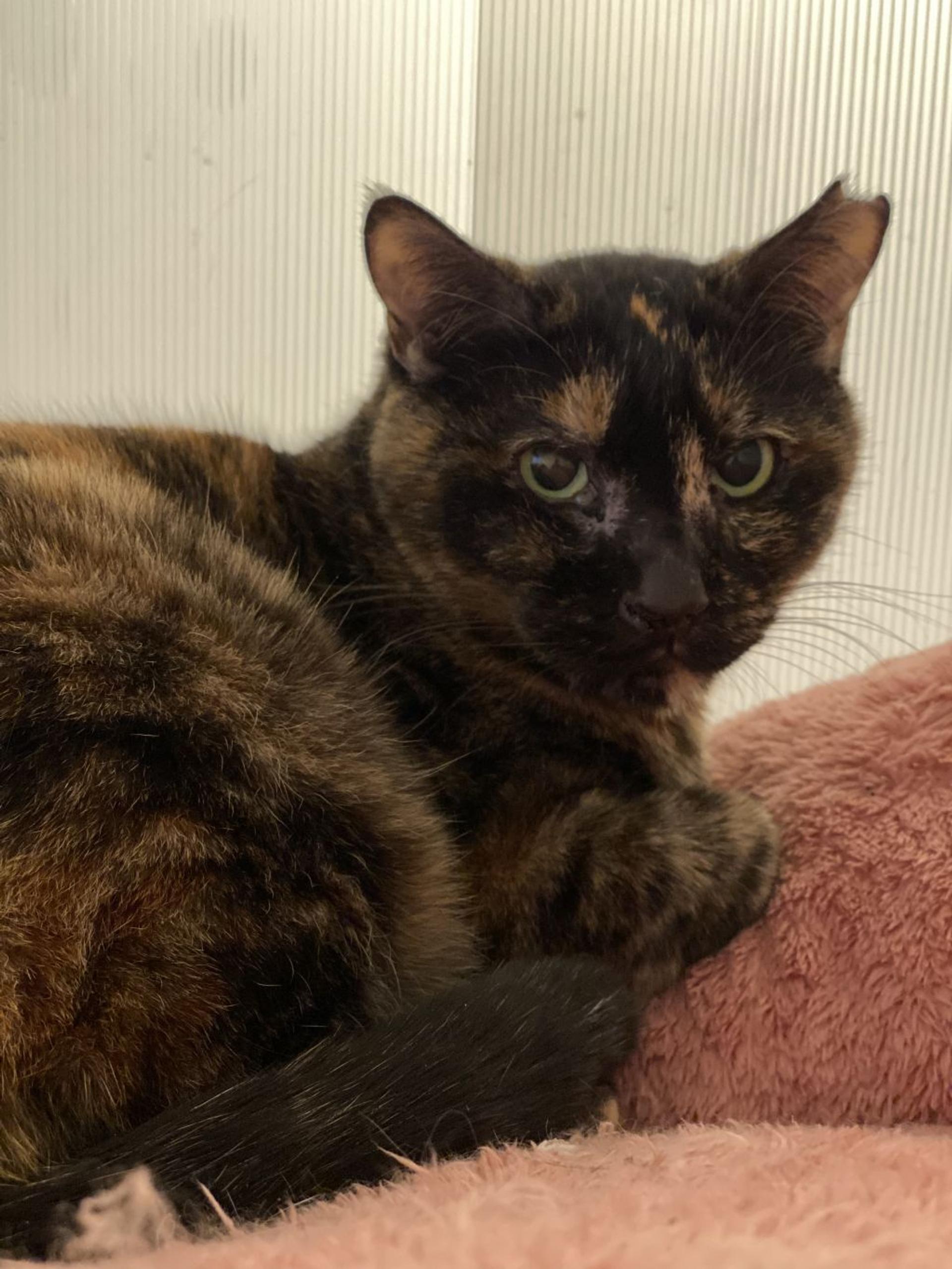 pet-image-2