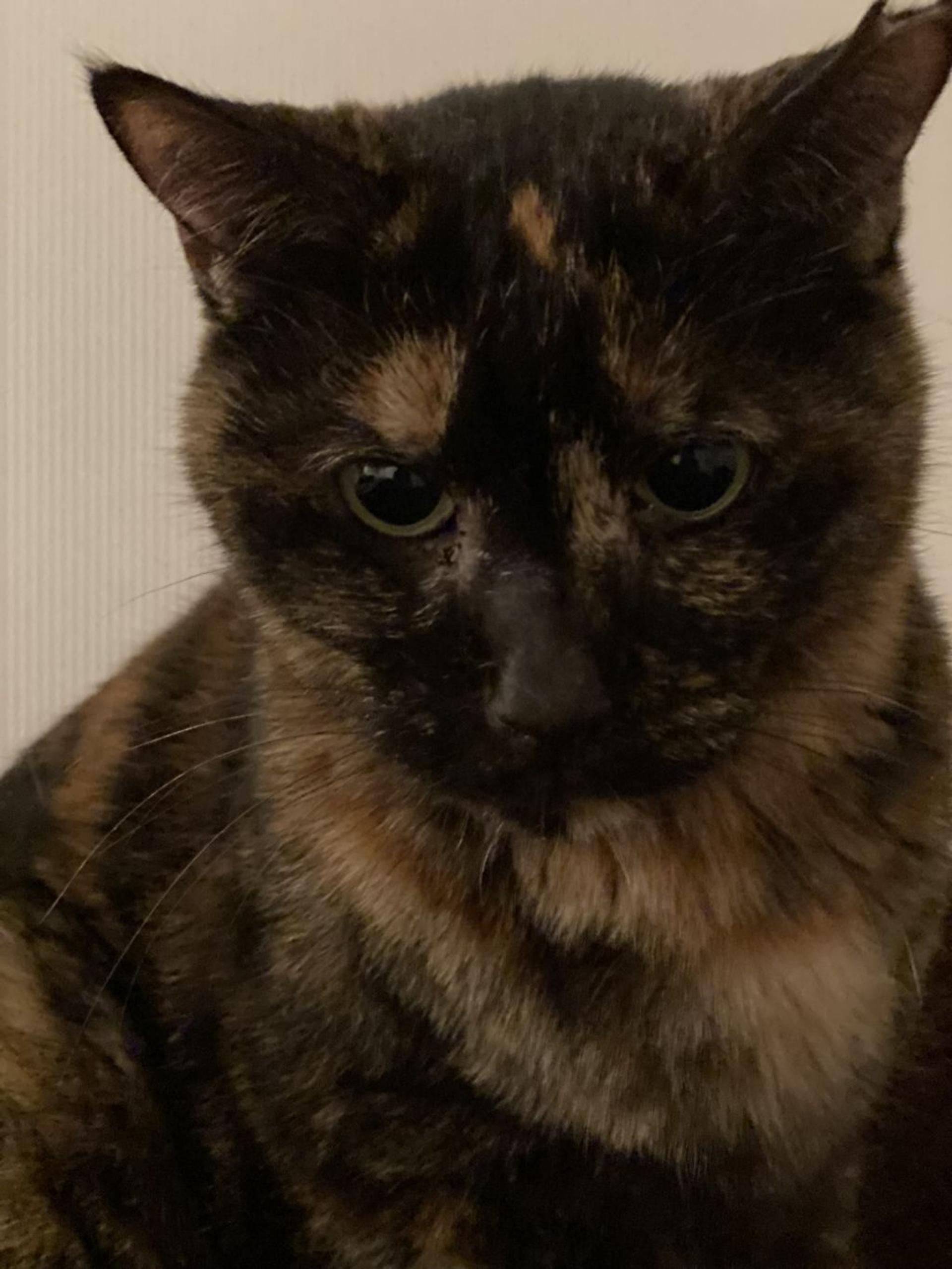 pet-image-4