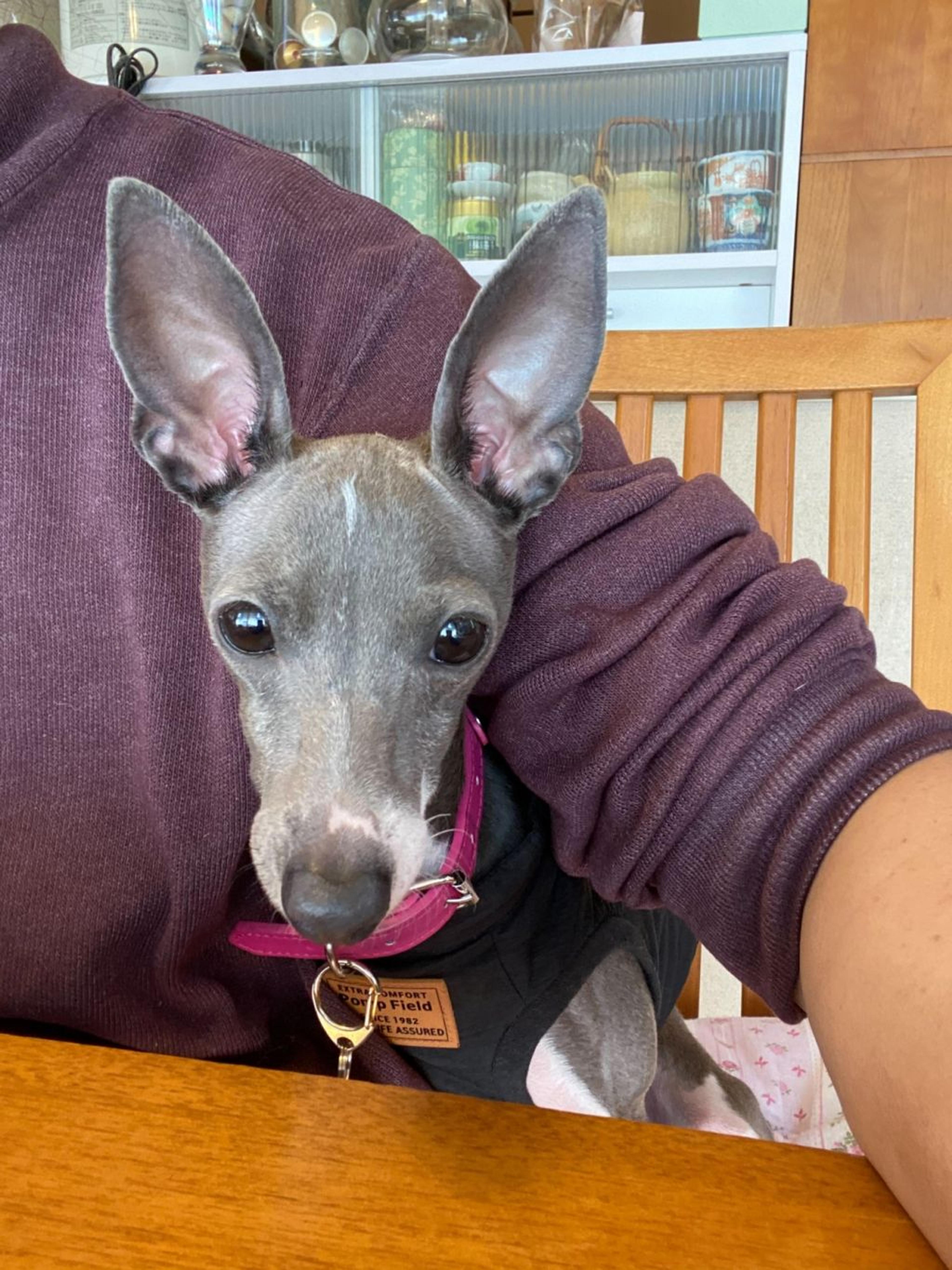 pet-image-2
