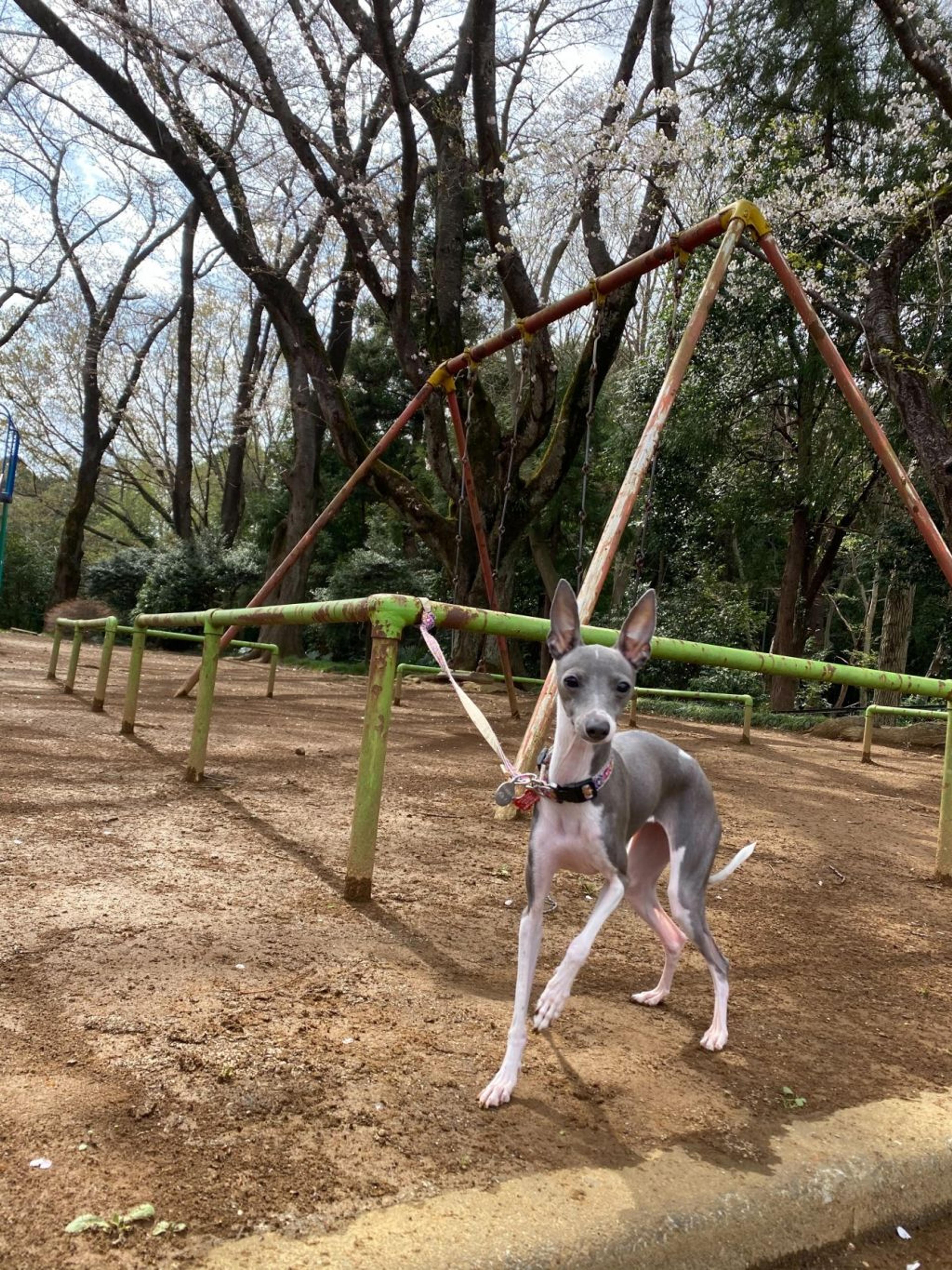 pet-image-3