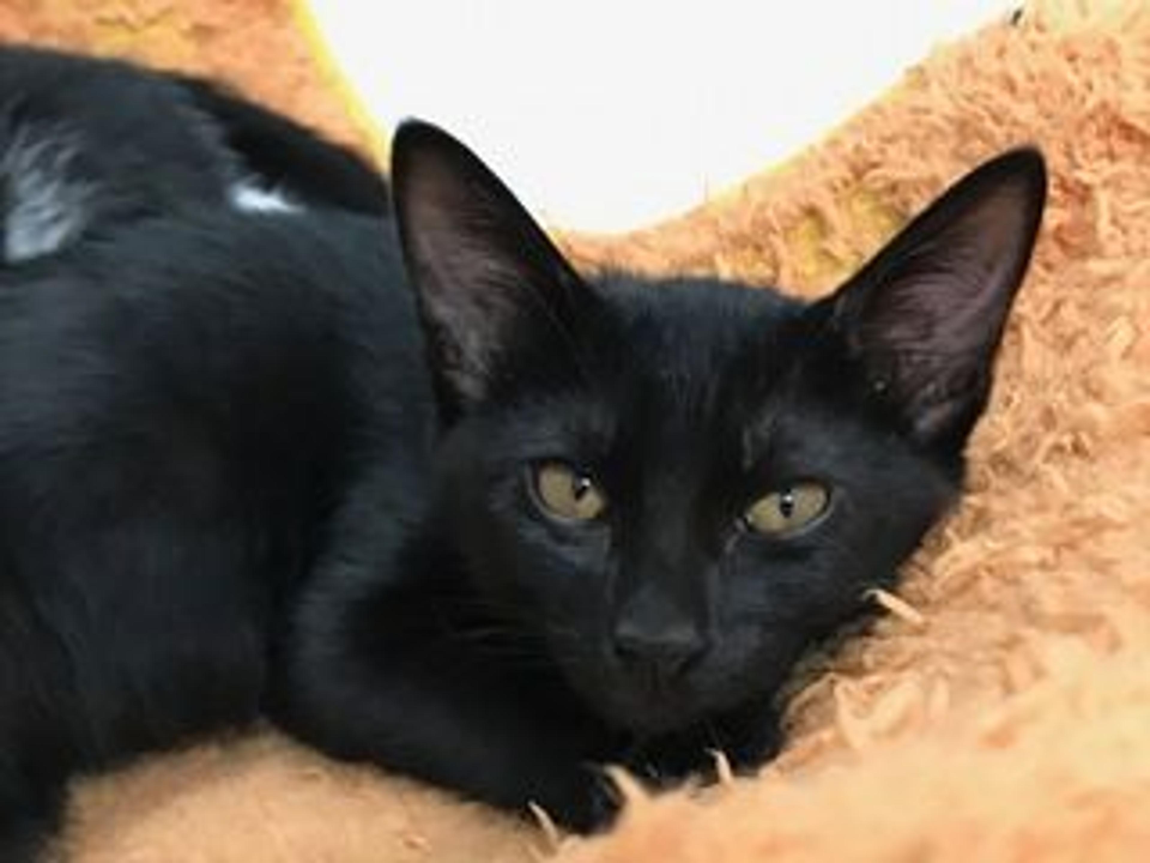 pet-image-3