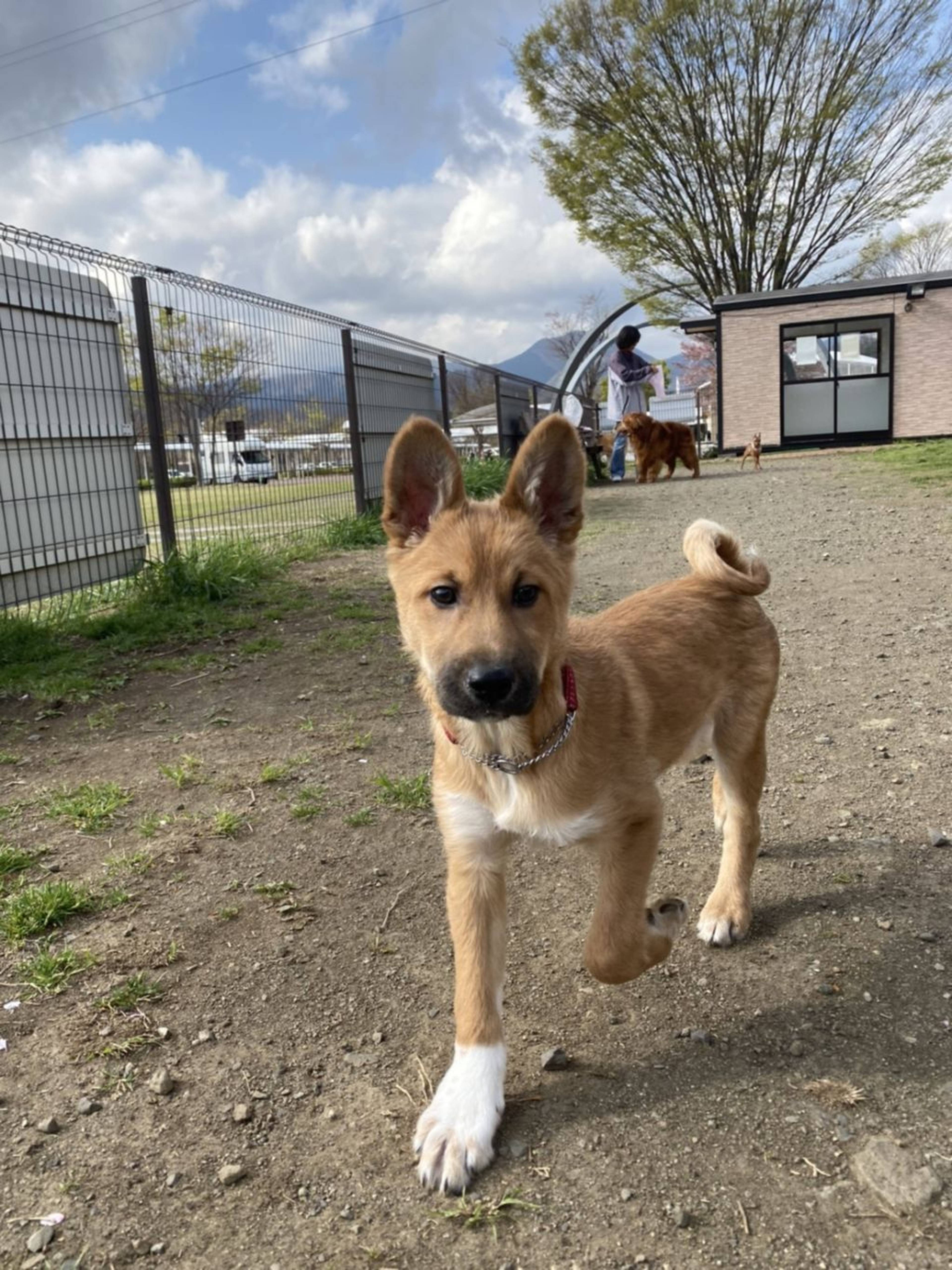 雑種（ミックス犬）・オスの里親募集の写真