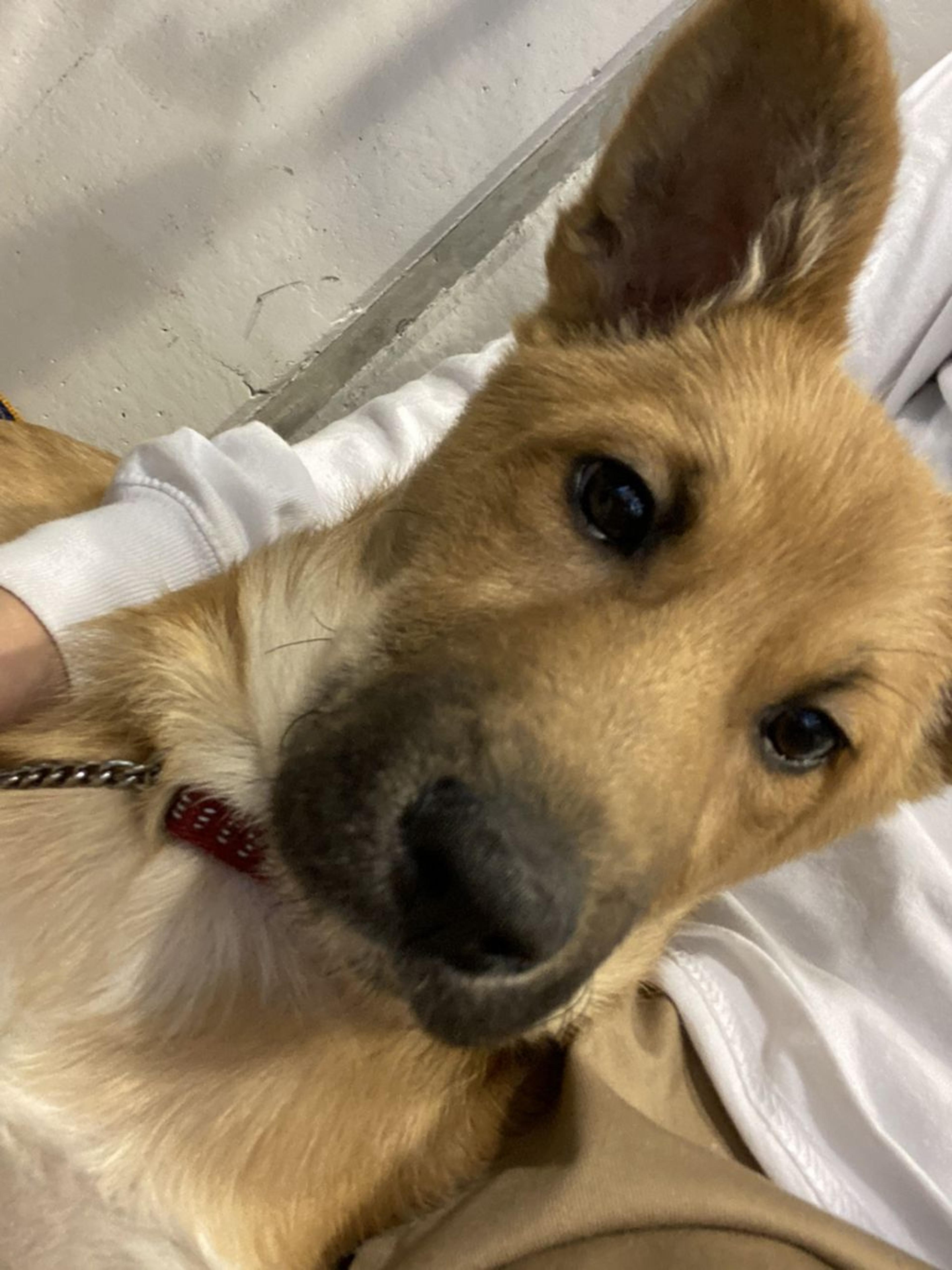 pet-image-2