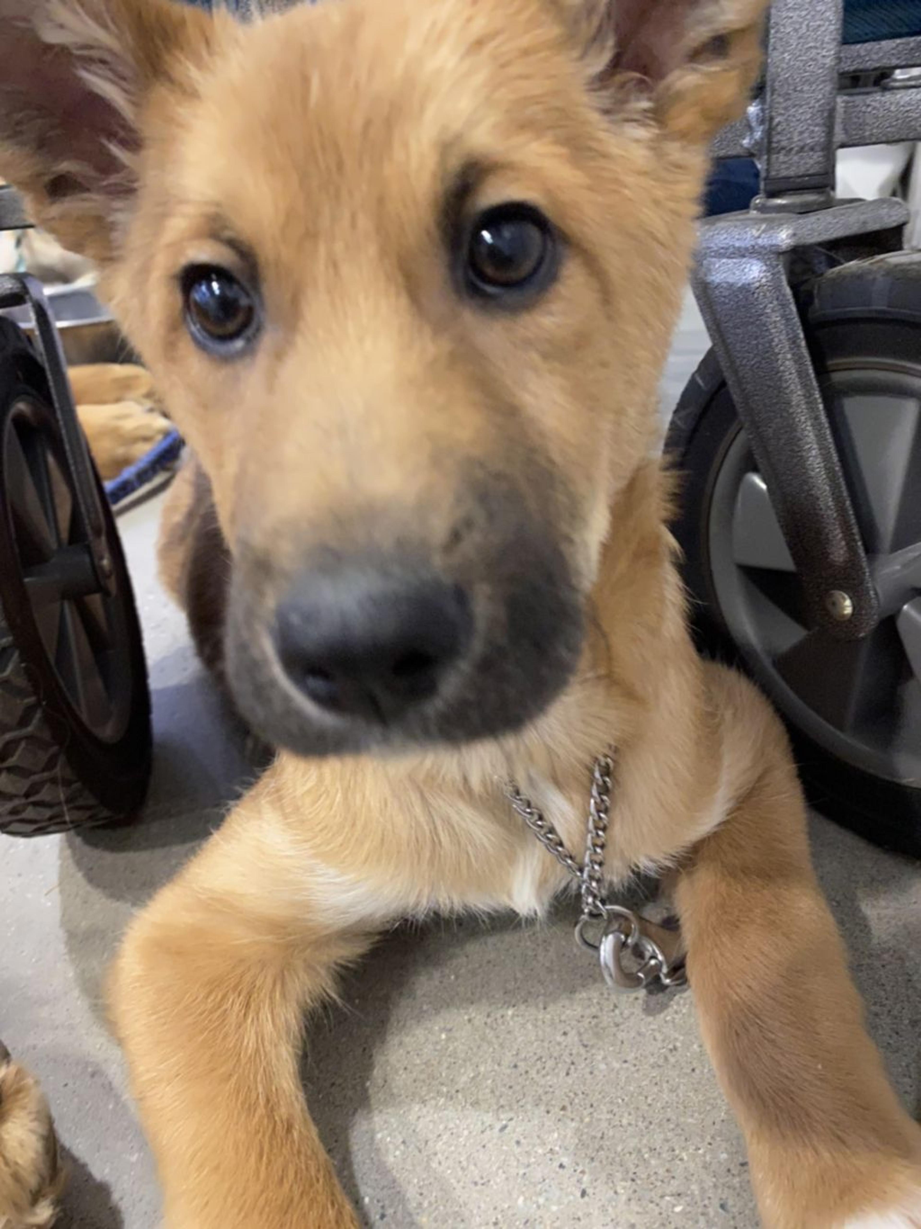 pet-image-3