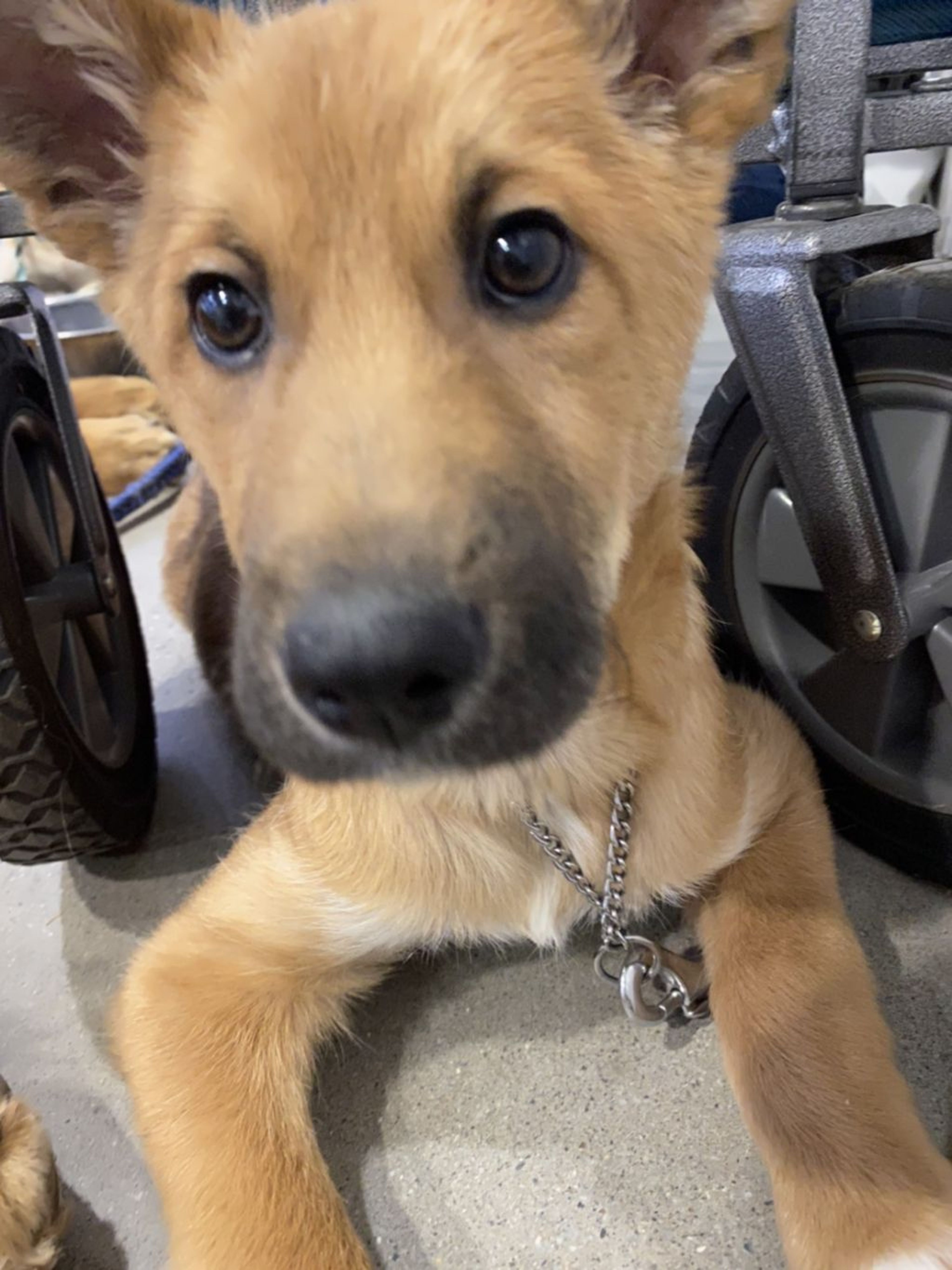 pet-image-3