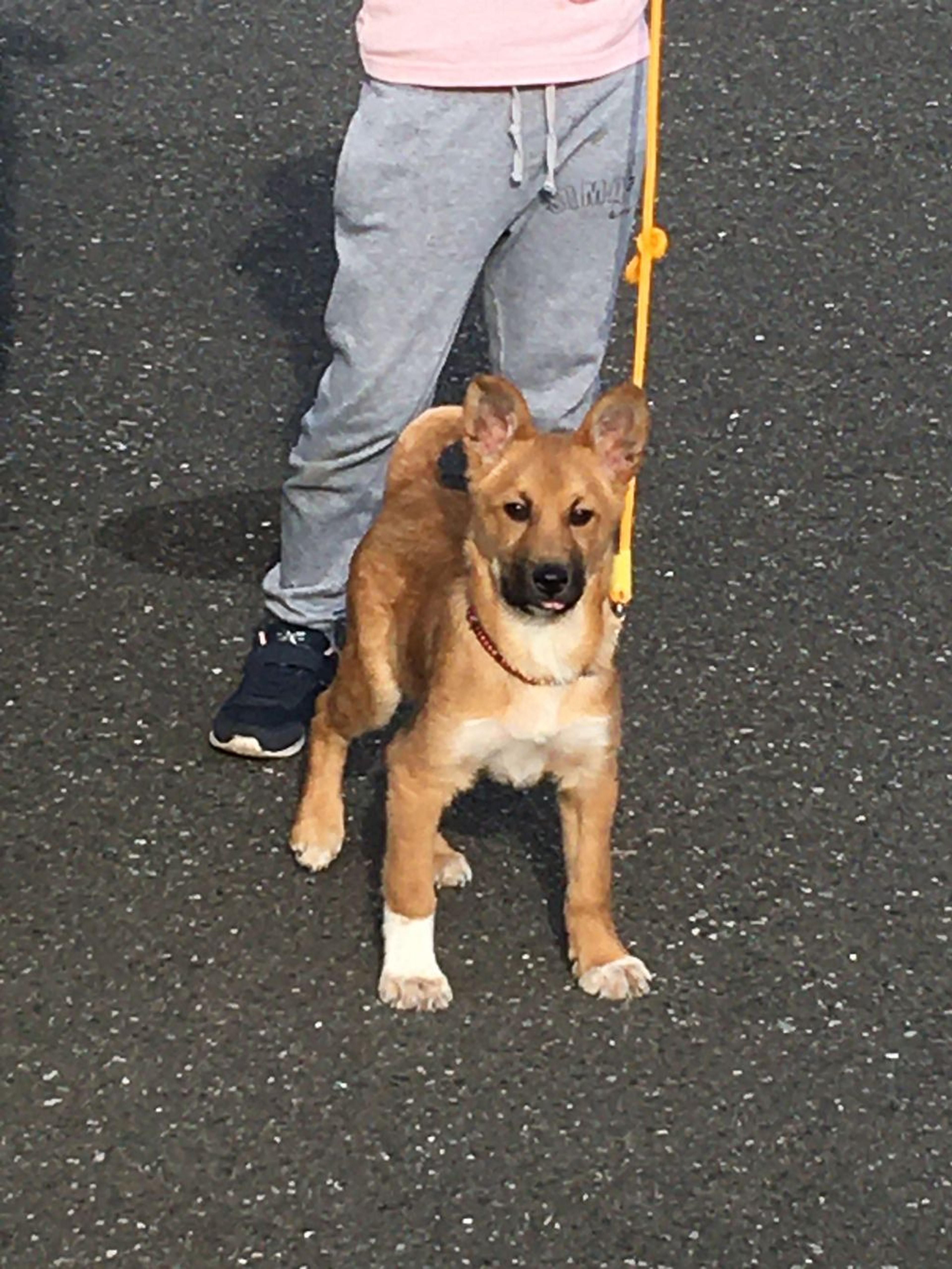 pet-image-4