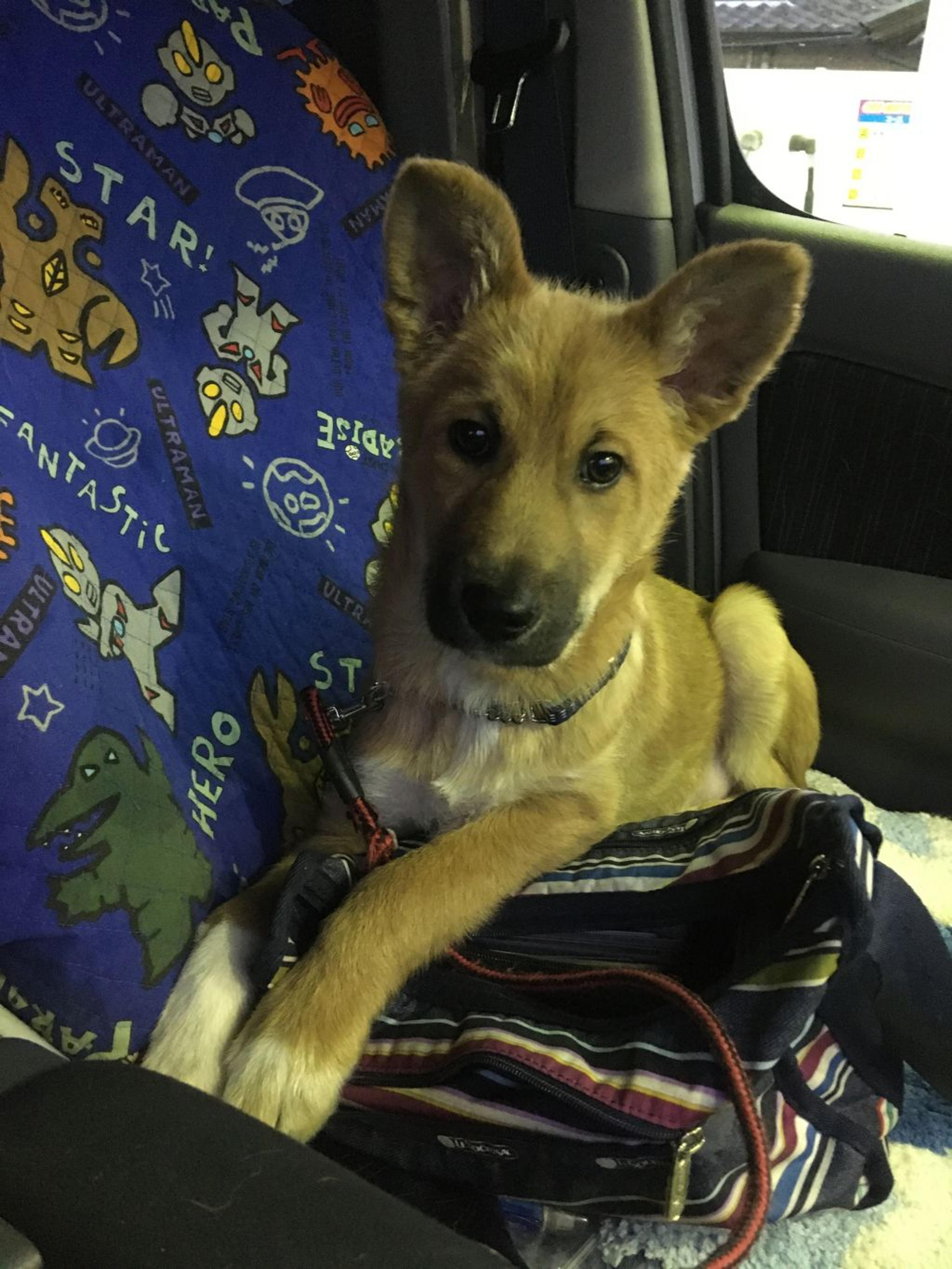 pet-image-5