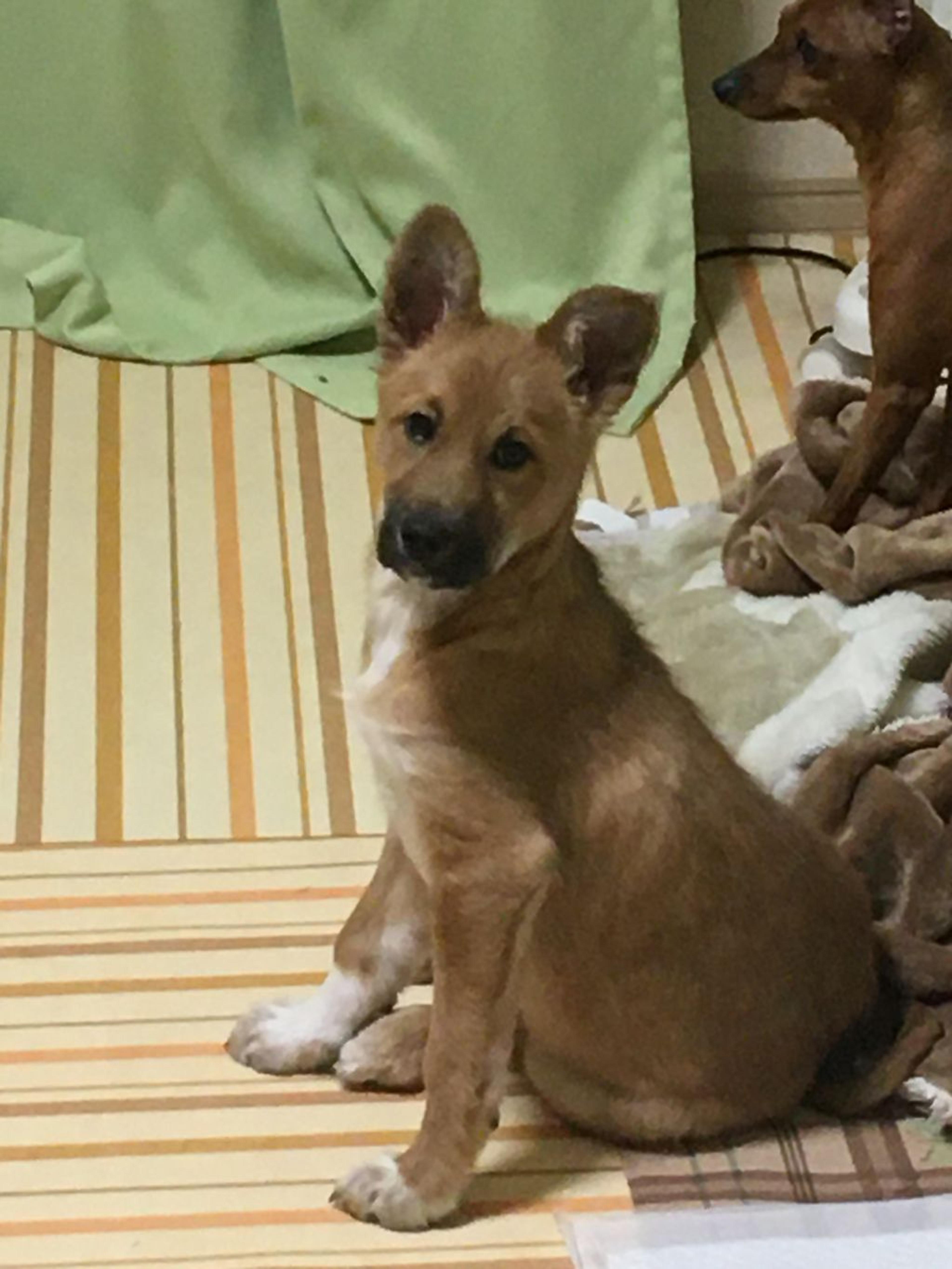 pet-image-6