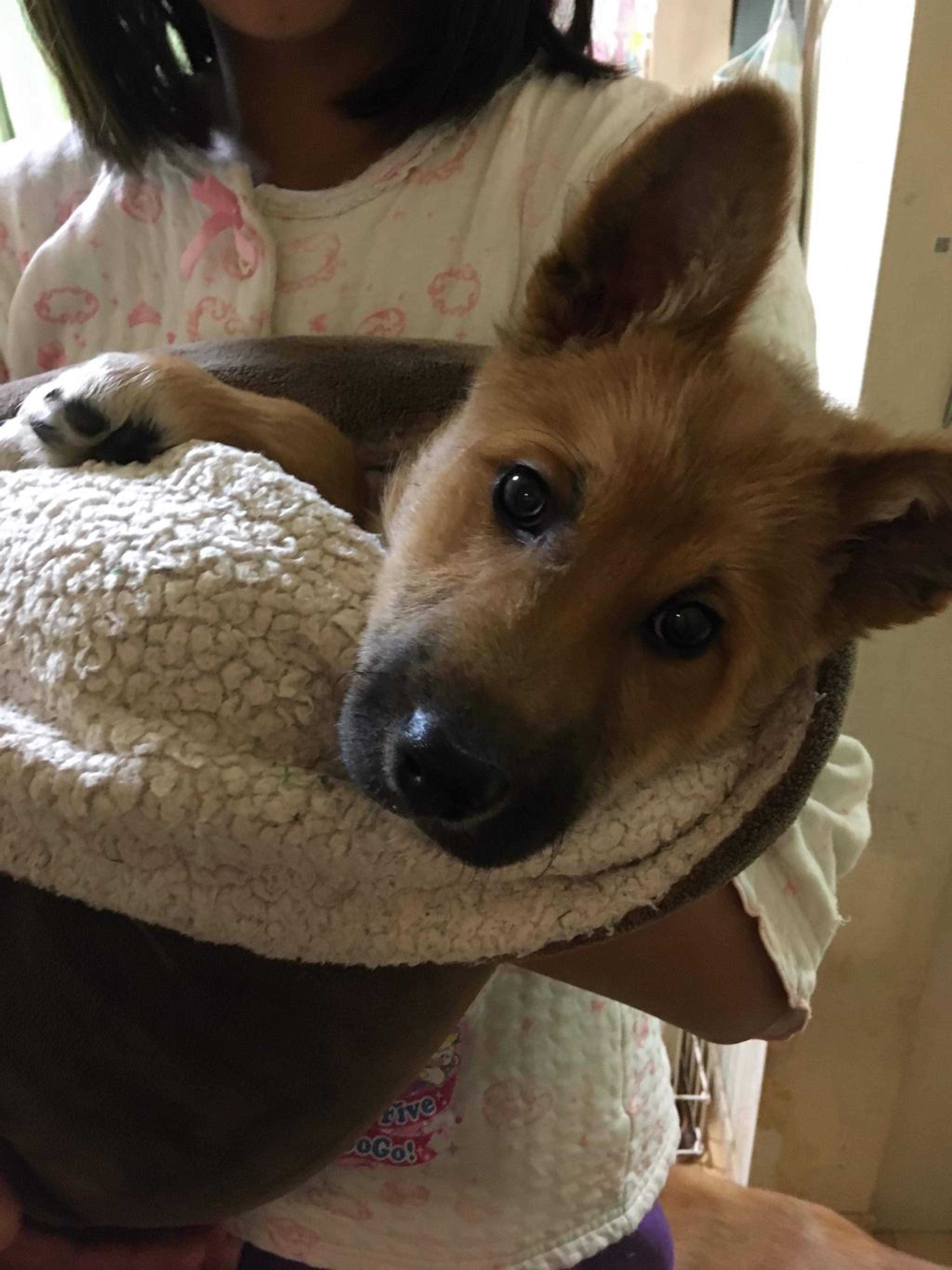 pet-image-7