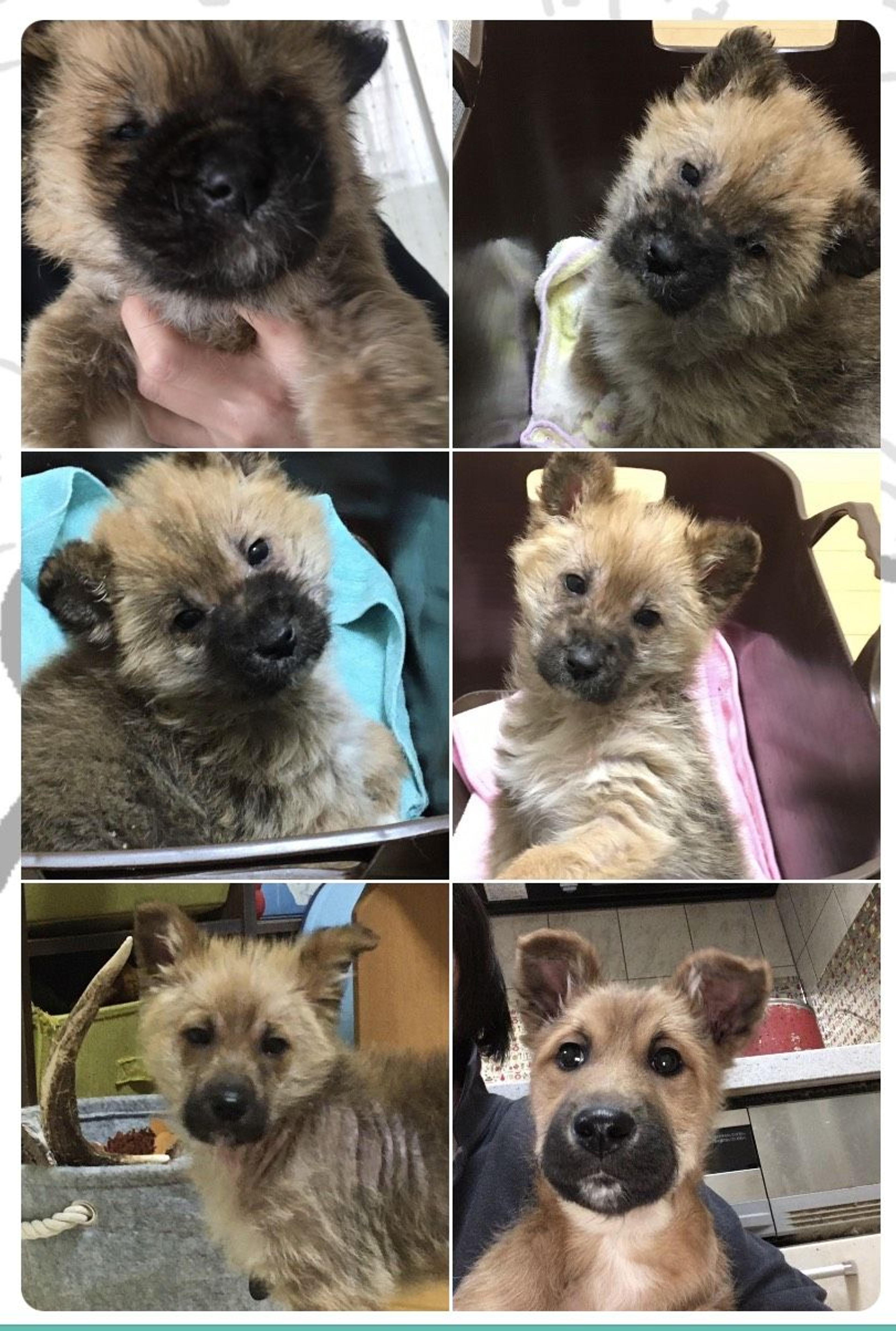 pet-image-8