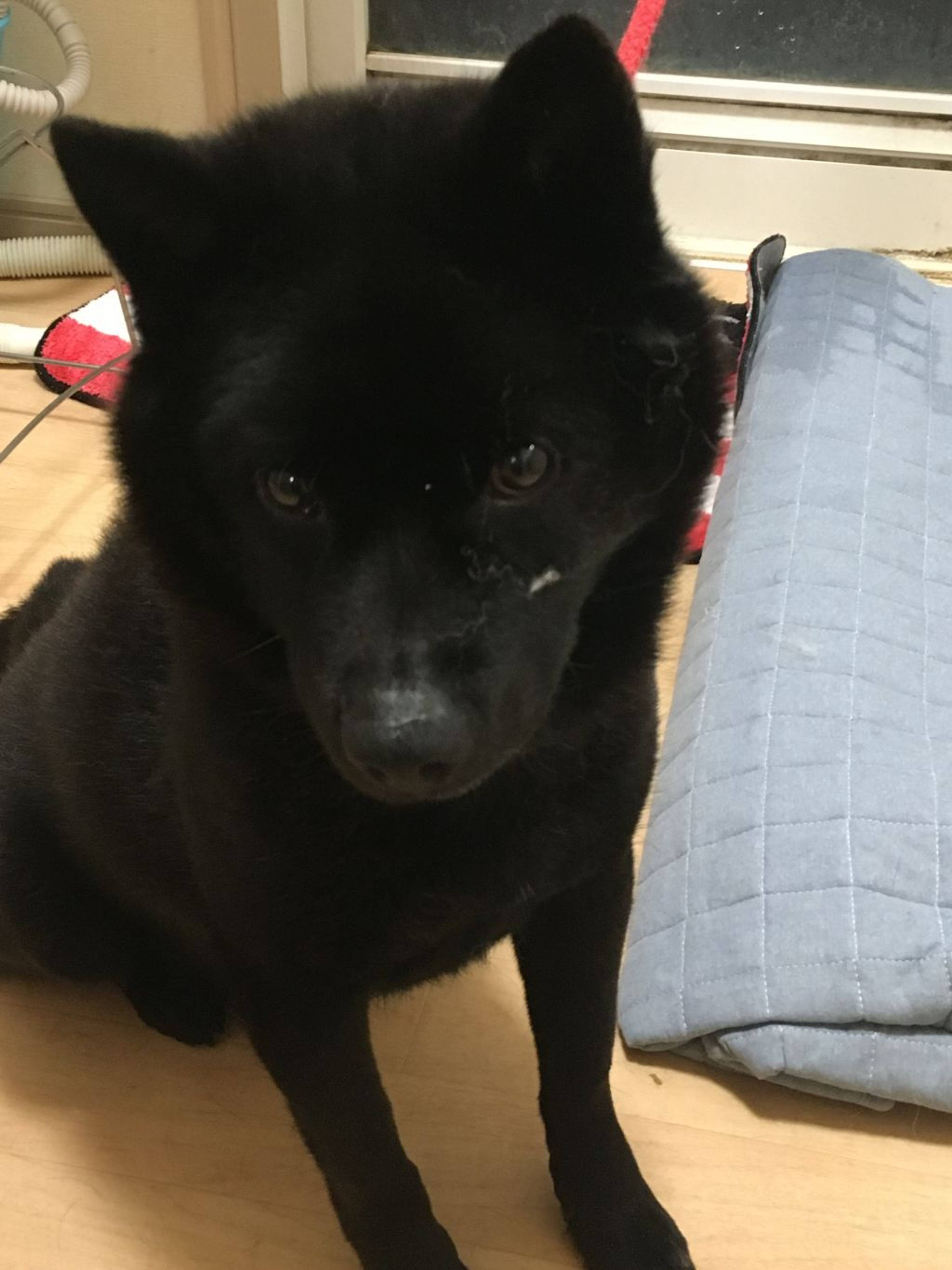 甲斐犬・オスの里親募集の写真