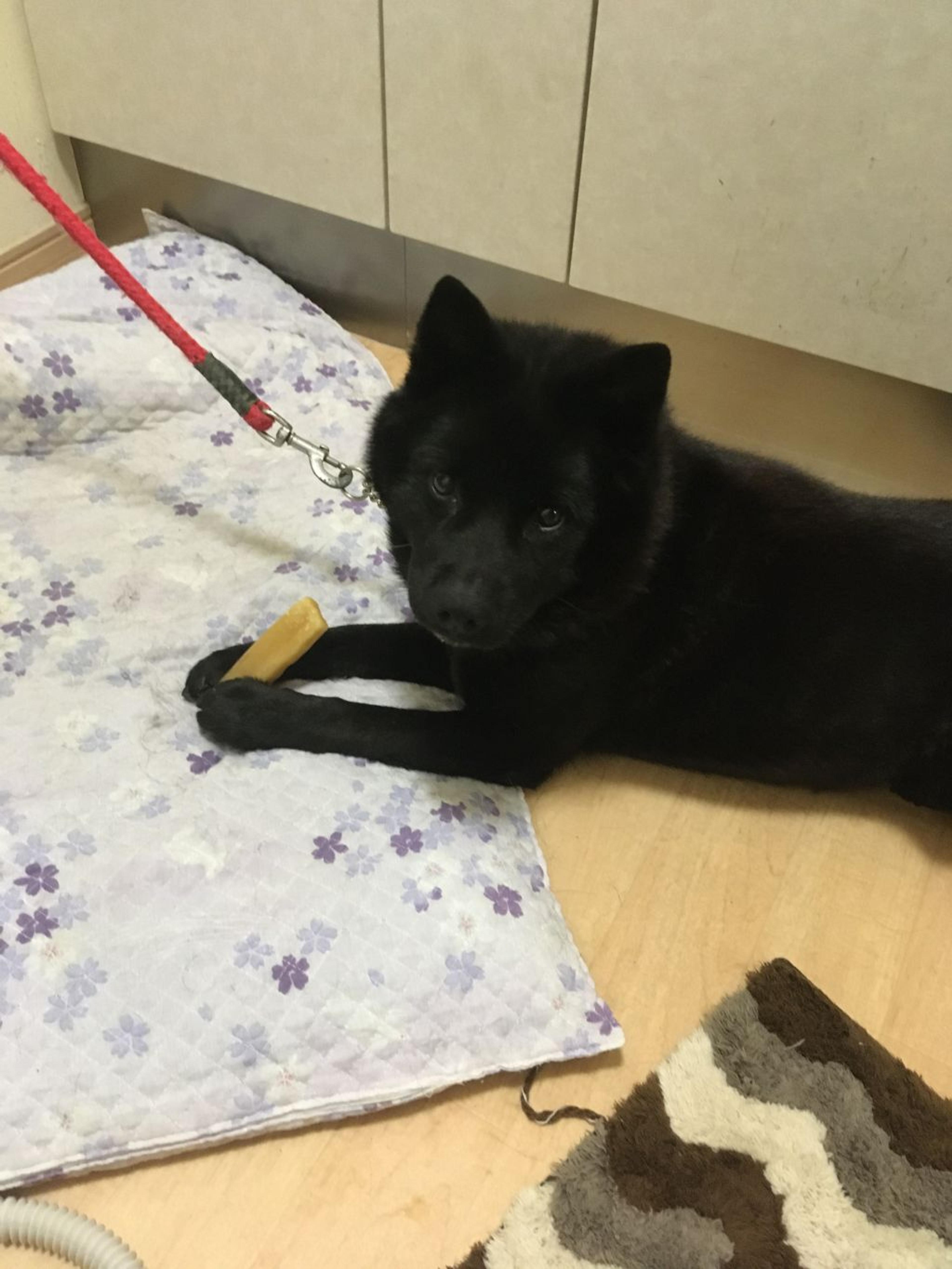 pet-image-2