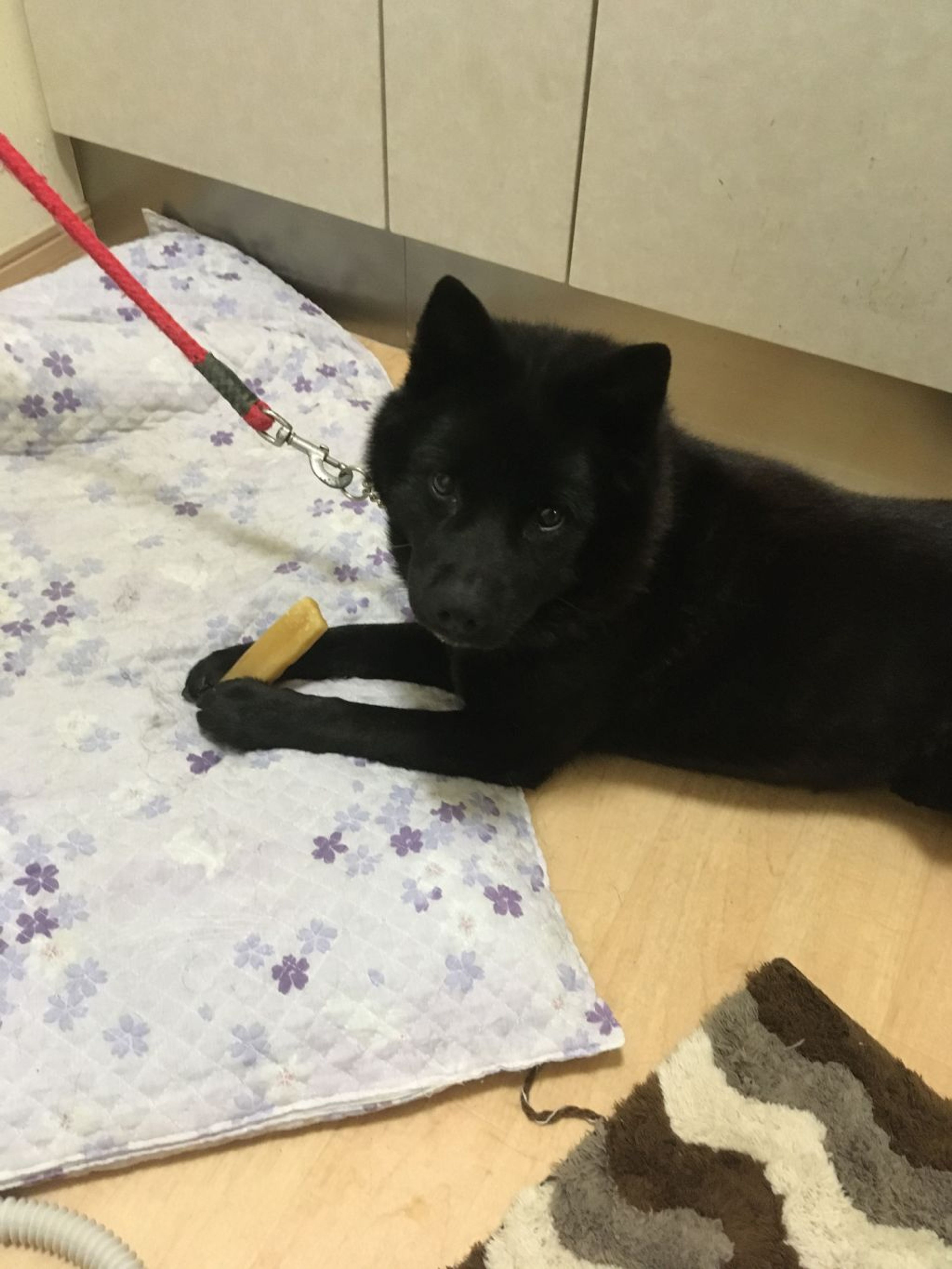 pet-image-2
