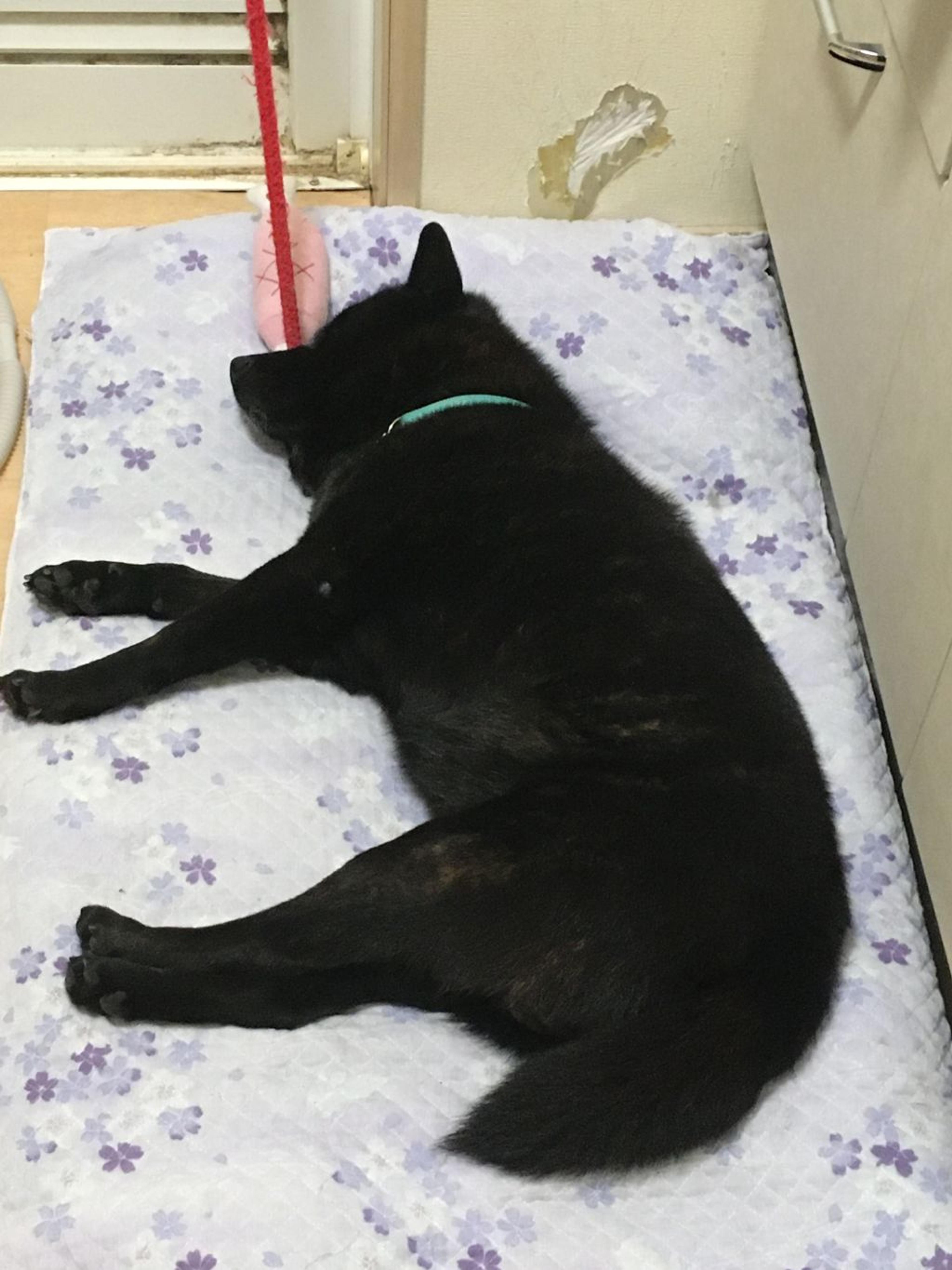 pet-image-3