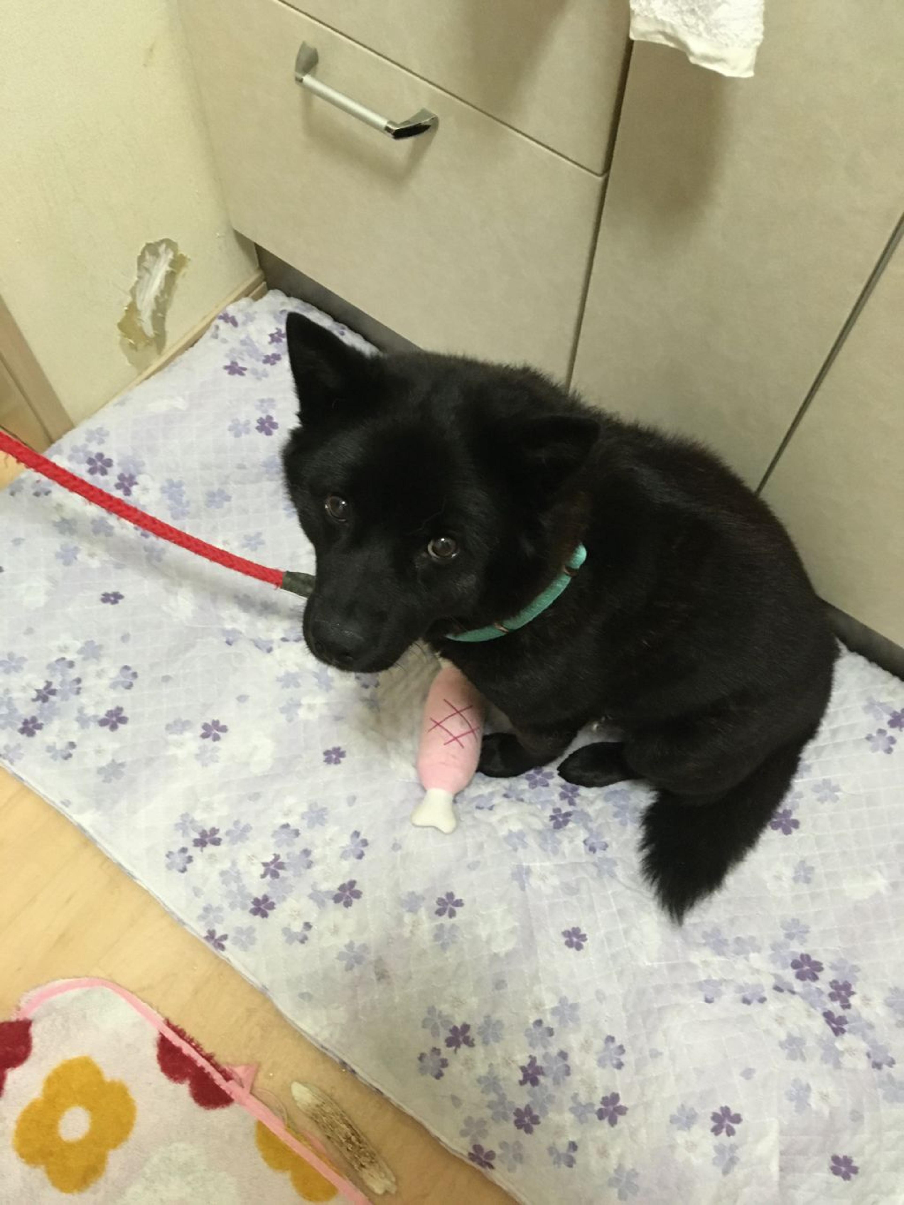 pet-image-4