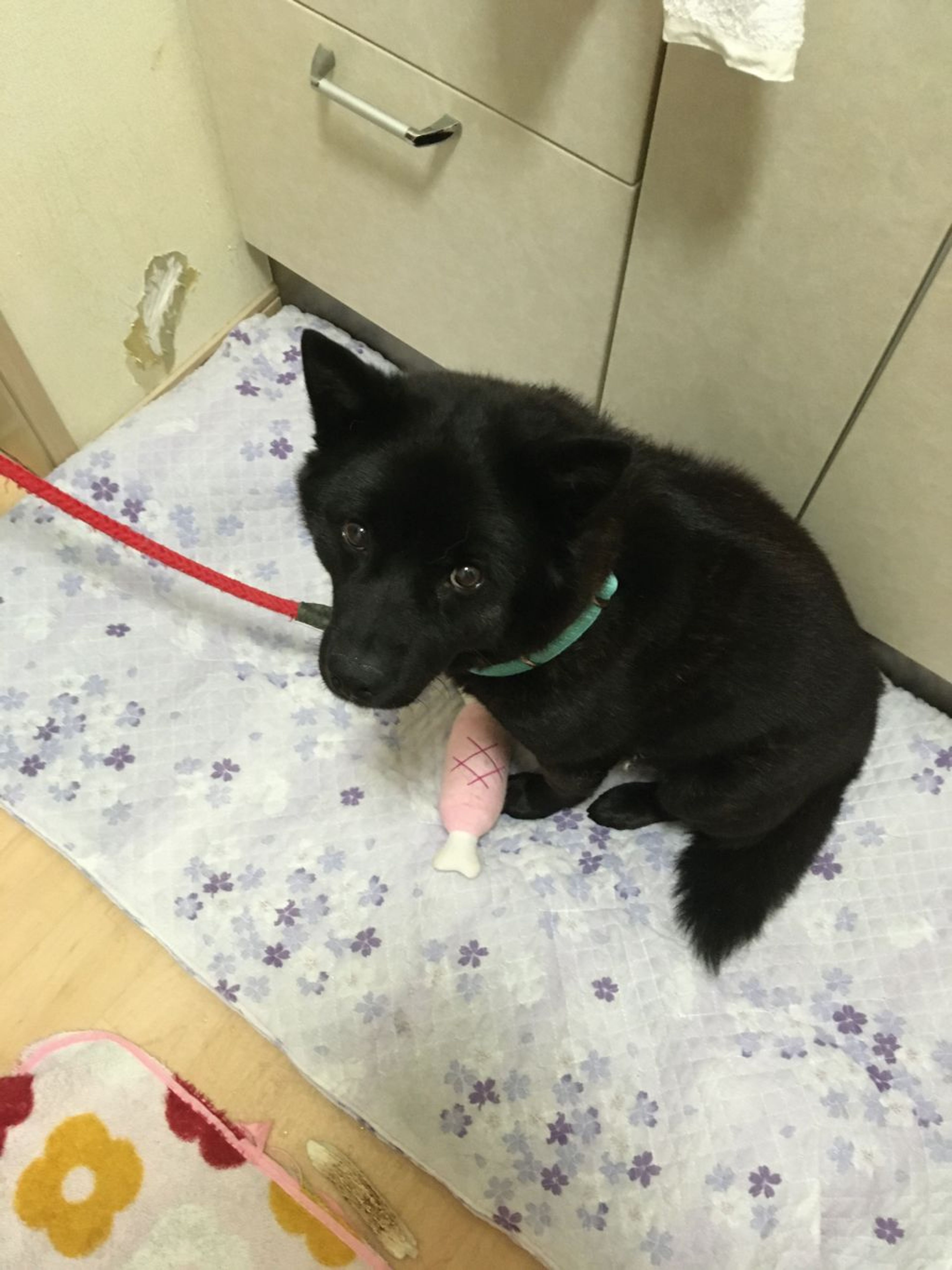 pet-image-4